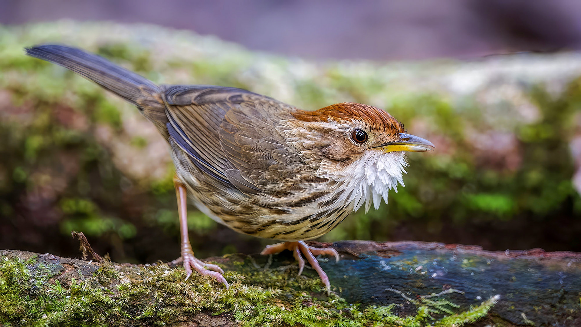 Streifenbrust-Erdtimalie / Puff-throated Babbler