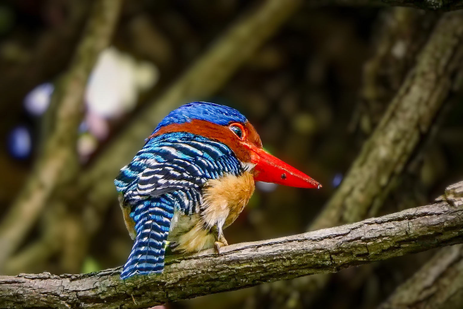 male