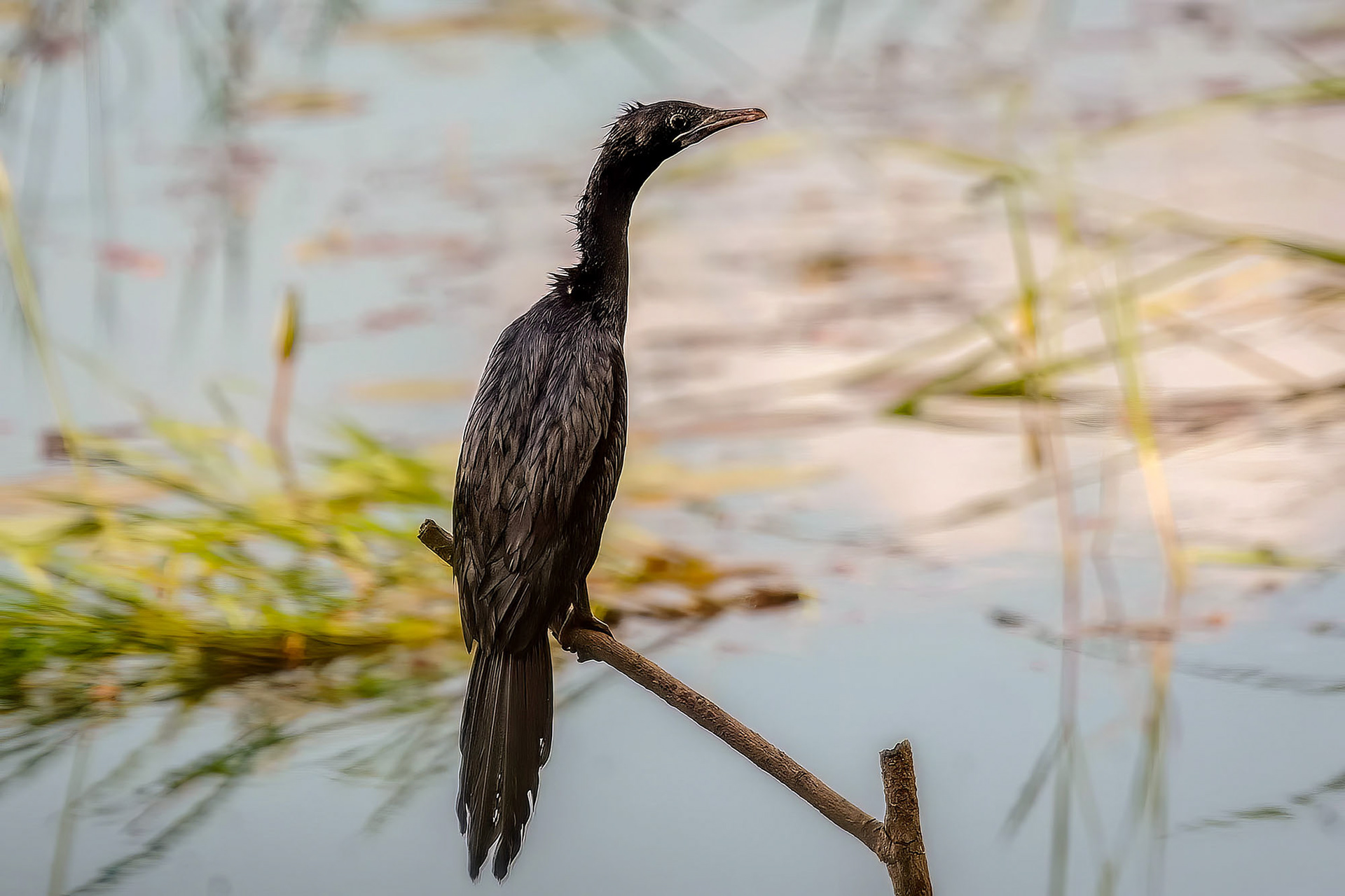 Kleinscharbe / little cormorant
