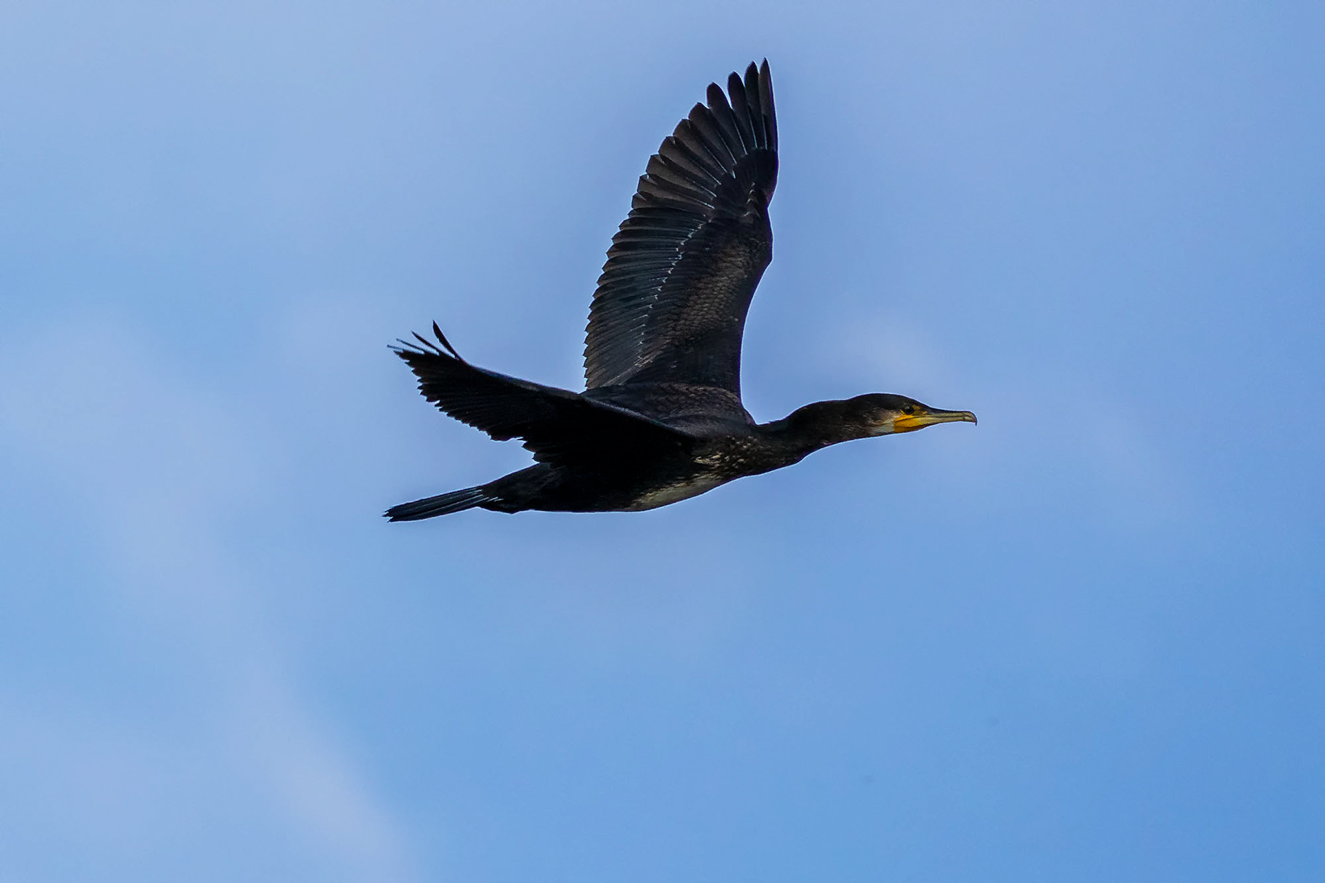 Kormoran