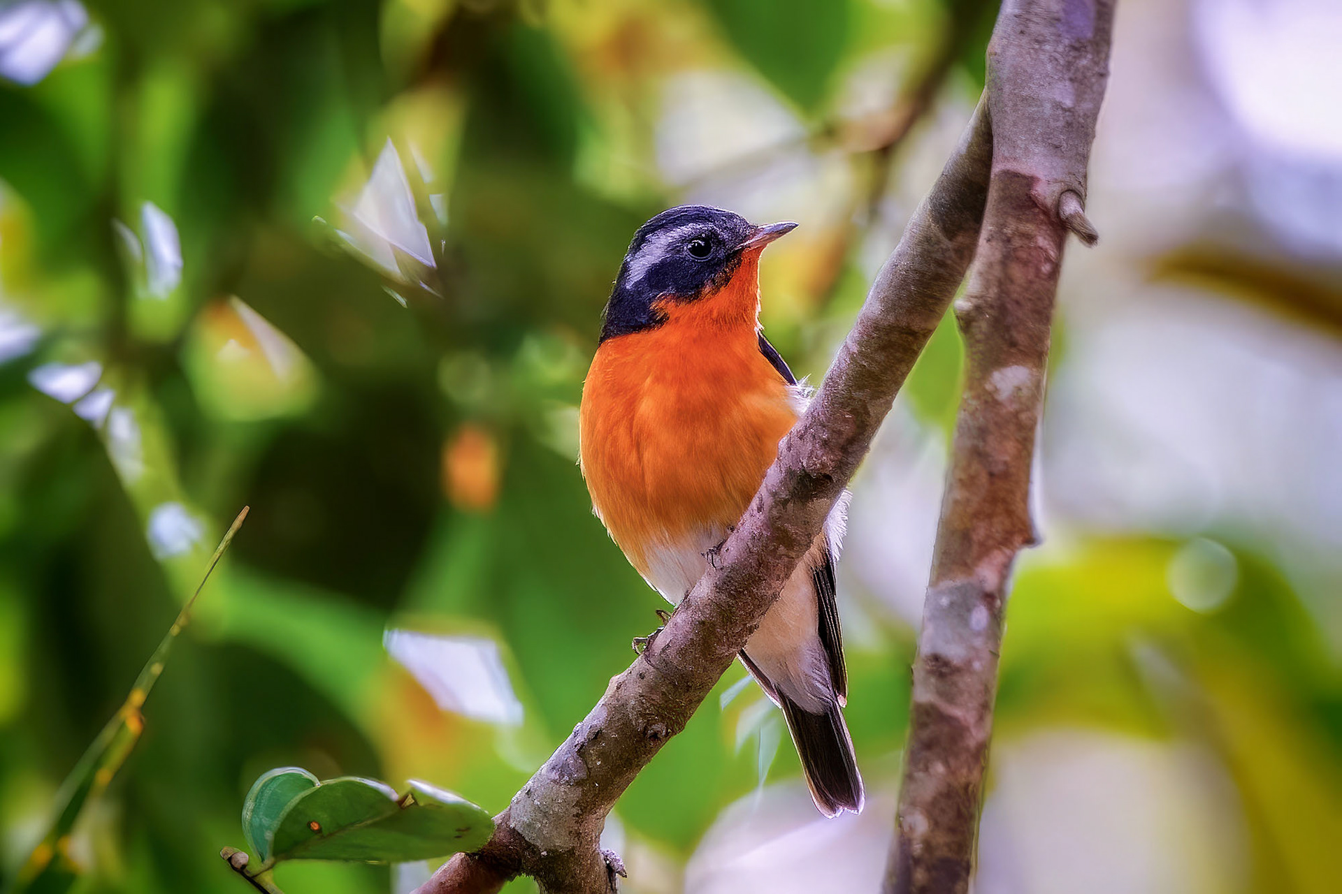 Mugimakischnäpper (M) / Mugimaki Flycatcher