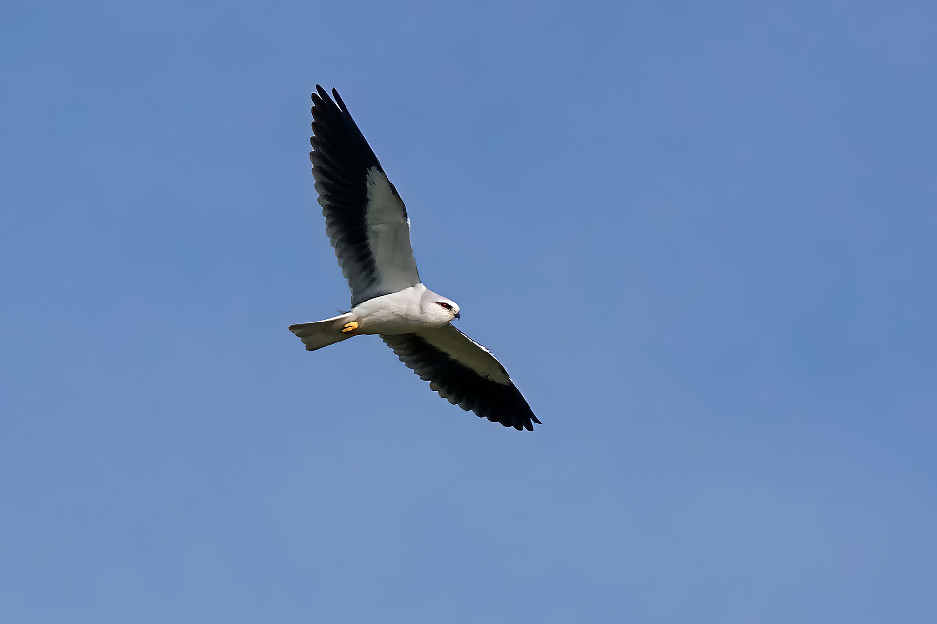 Gleitaar / Black-winged Kite