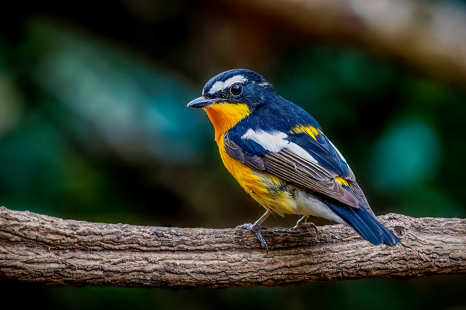 Goldschnäpper (M) / Yellow-rumped Flycatcher