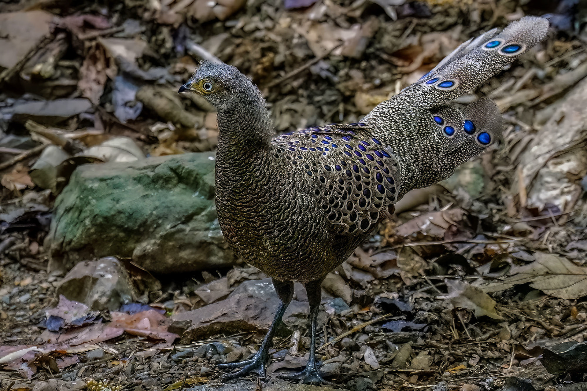 male