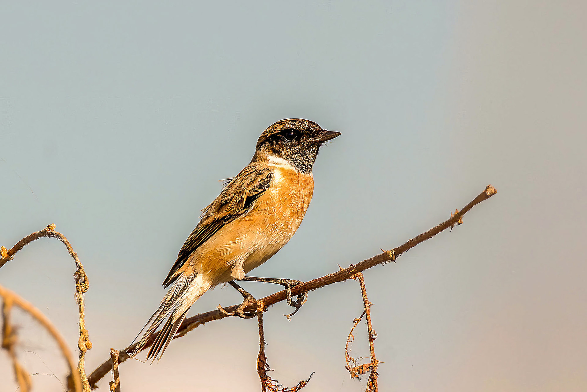 Stejneger-Schwarzkehlchen (Saxicola stejnegeri)