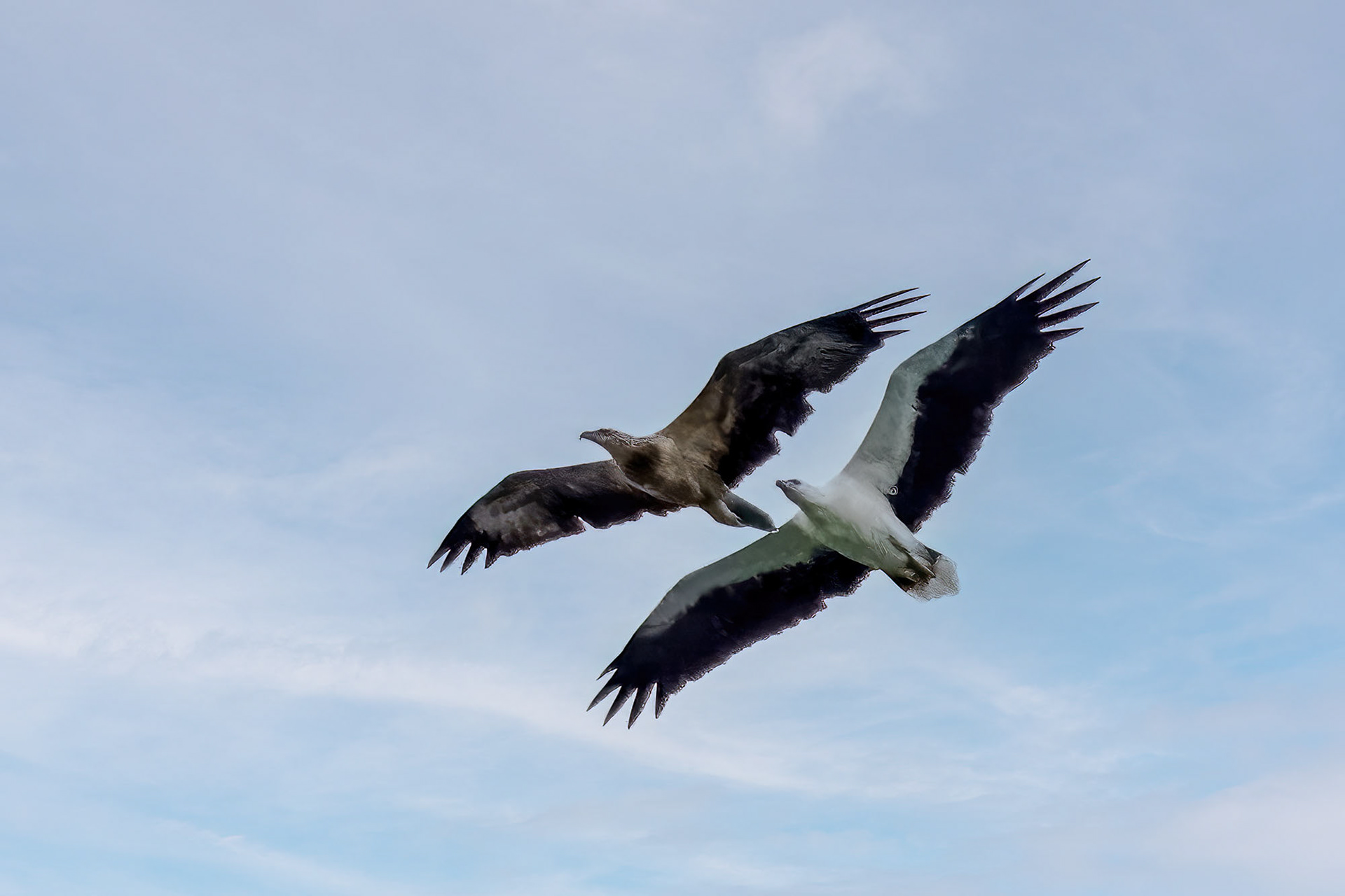 Weißbauchseeadler / White-bellied Sea Eagle
