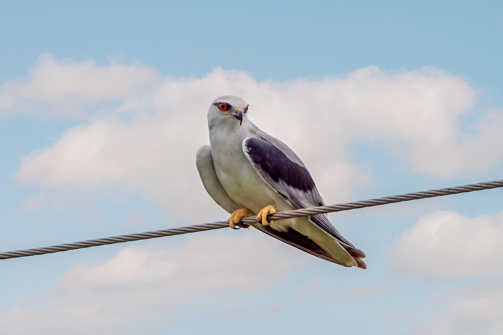 Gleitaar / Black-winged Kite