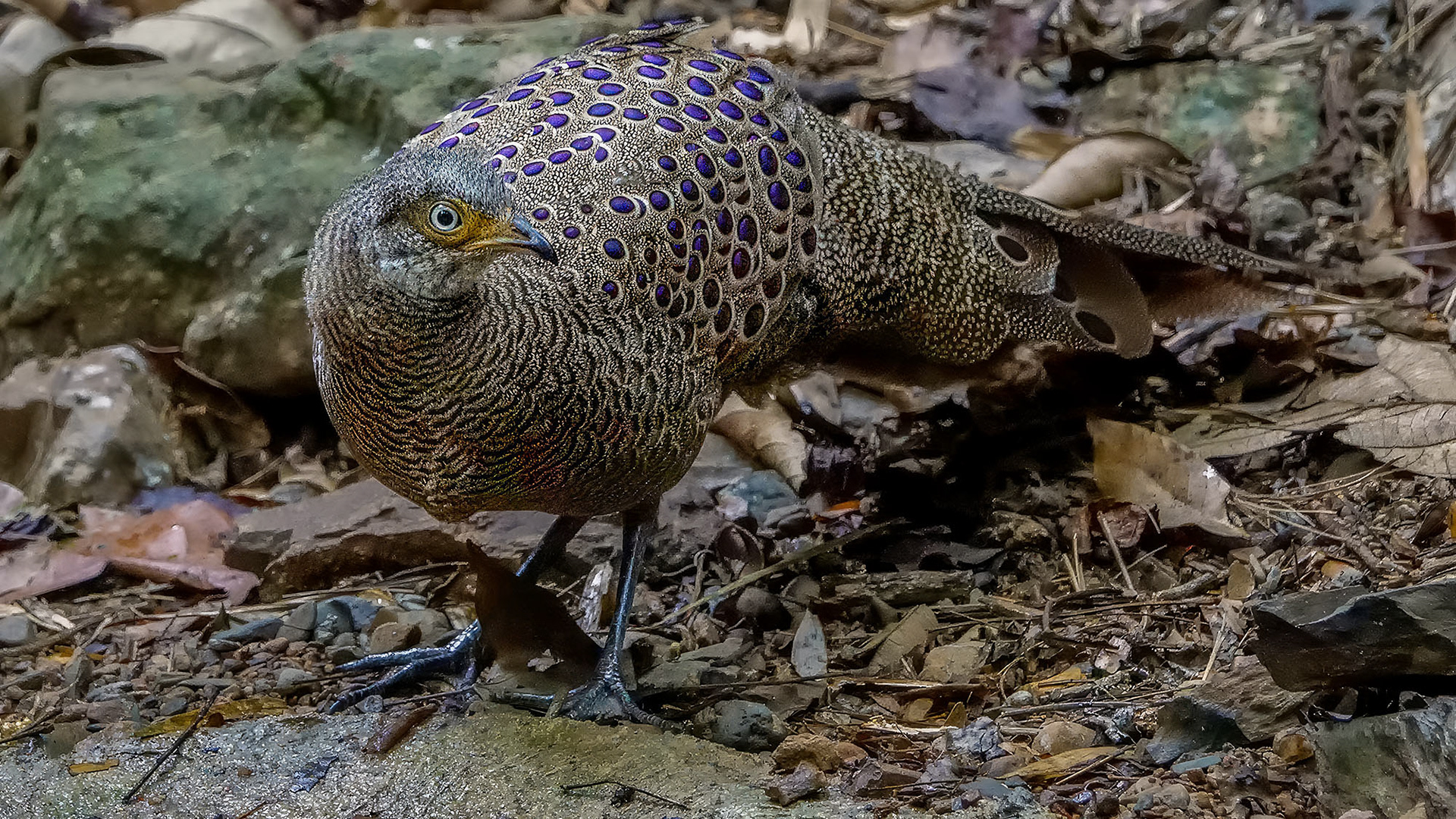 male