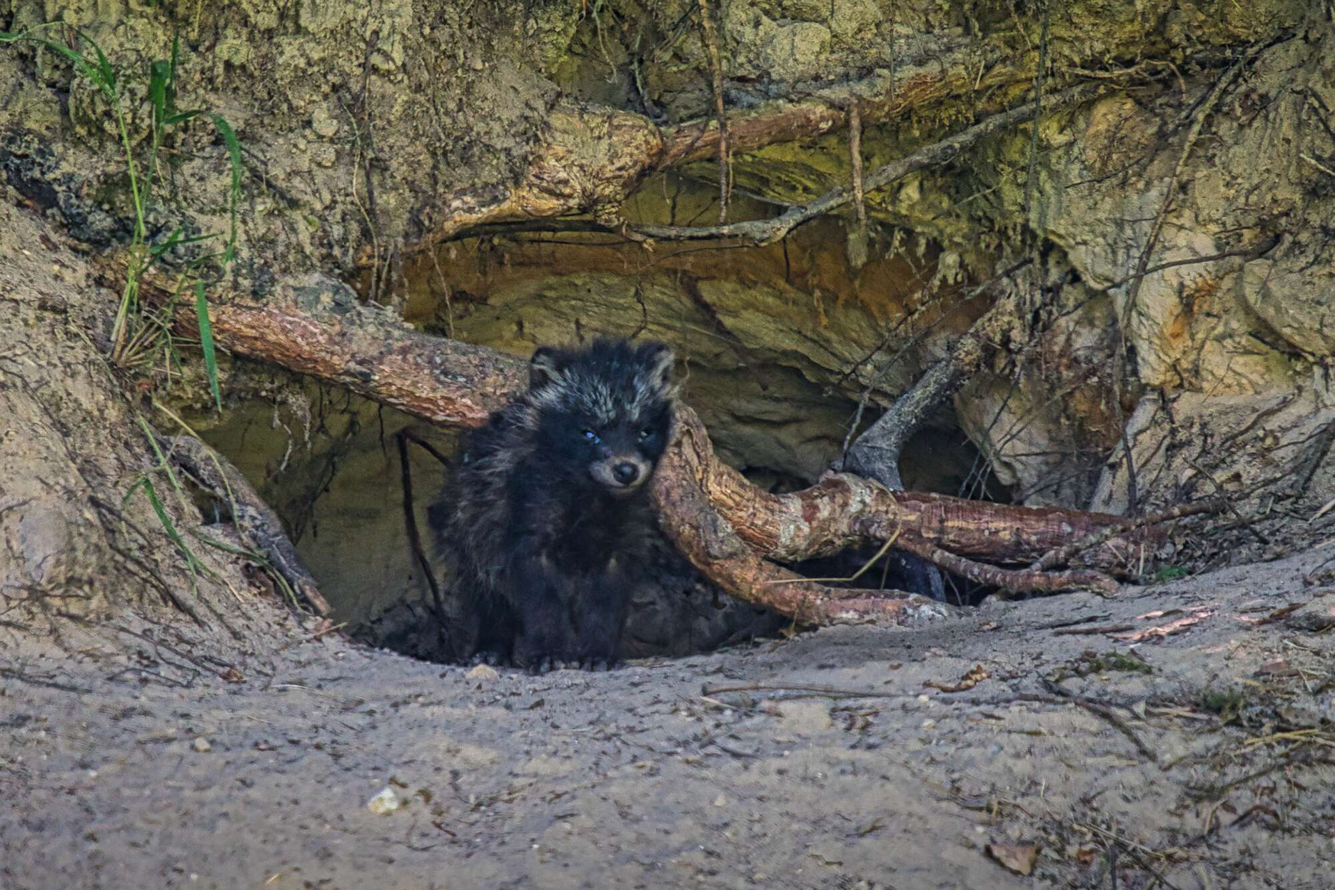 Marderhund Welpen vor dem Bau
