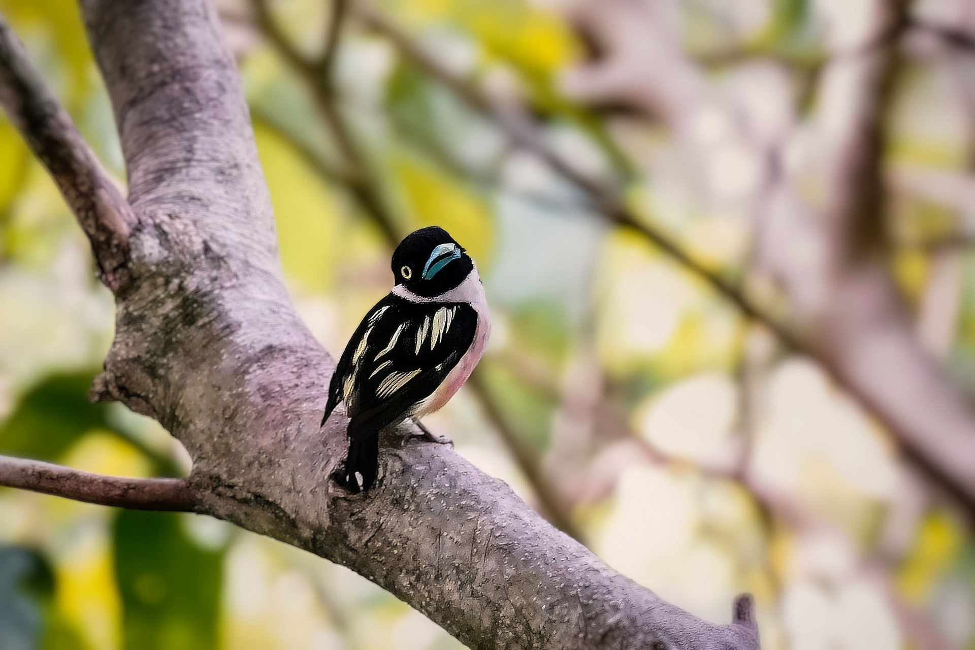 male