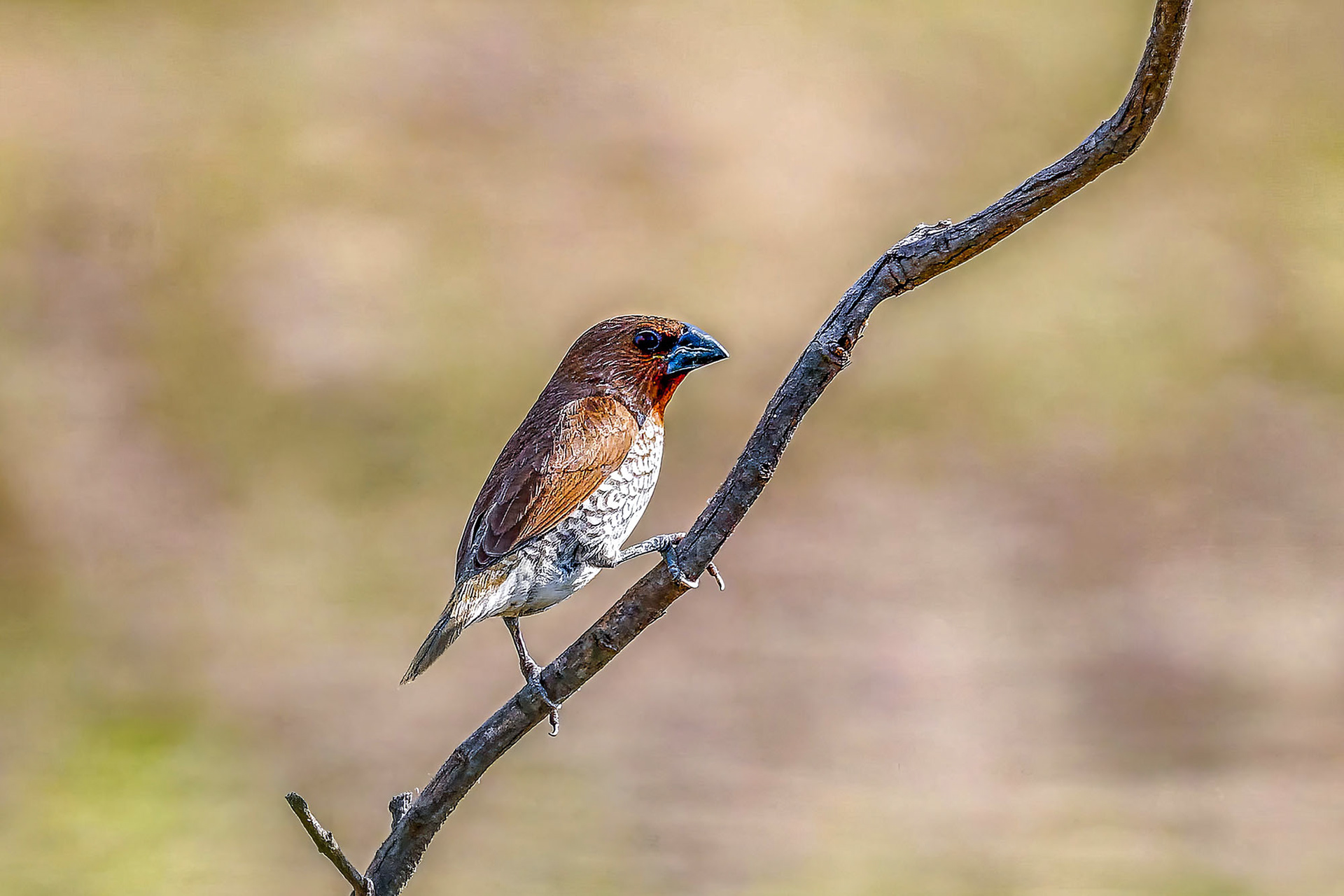Muskatbronzemännchen