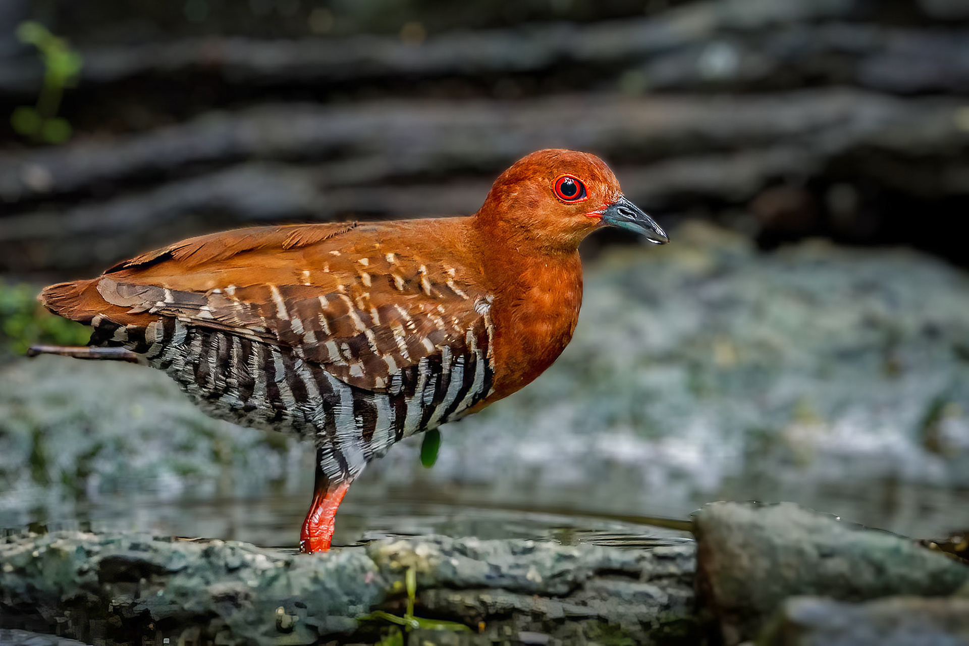 Malaienralle / red-legged crake