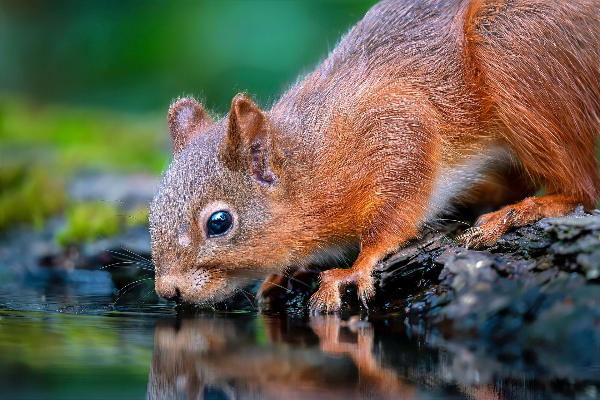 Eurasisches Eichhörnchen