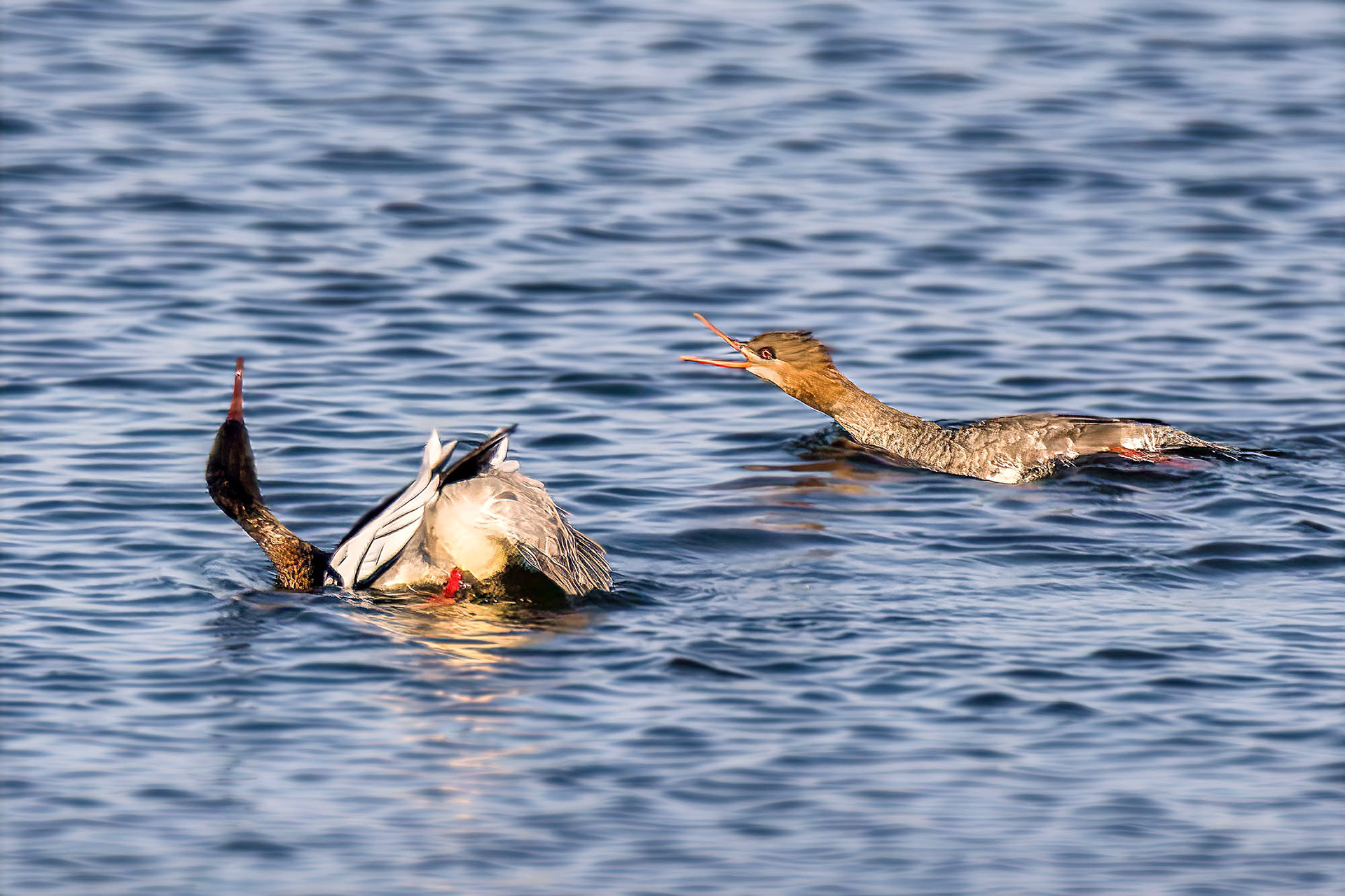 Mittelsäger, male & female balzen