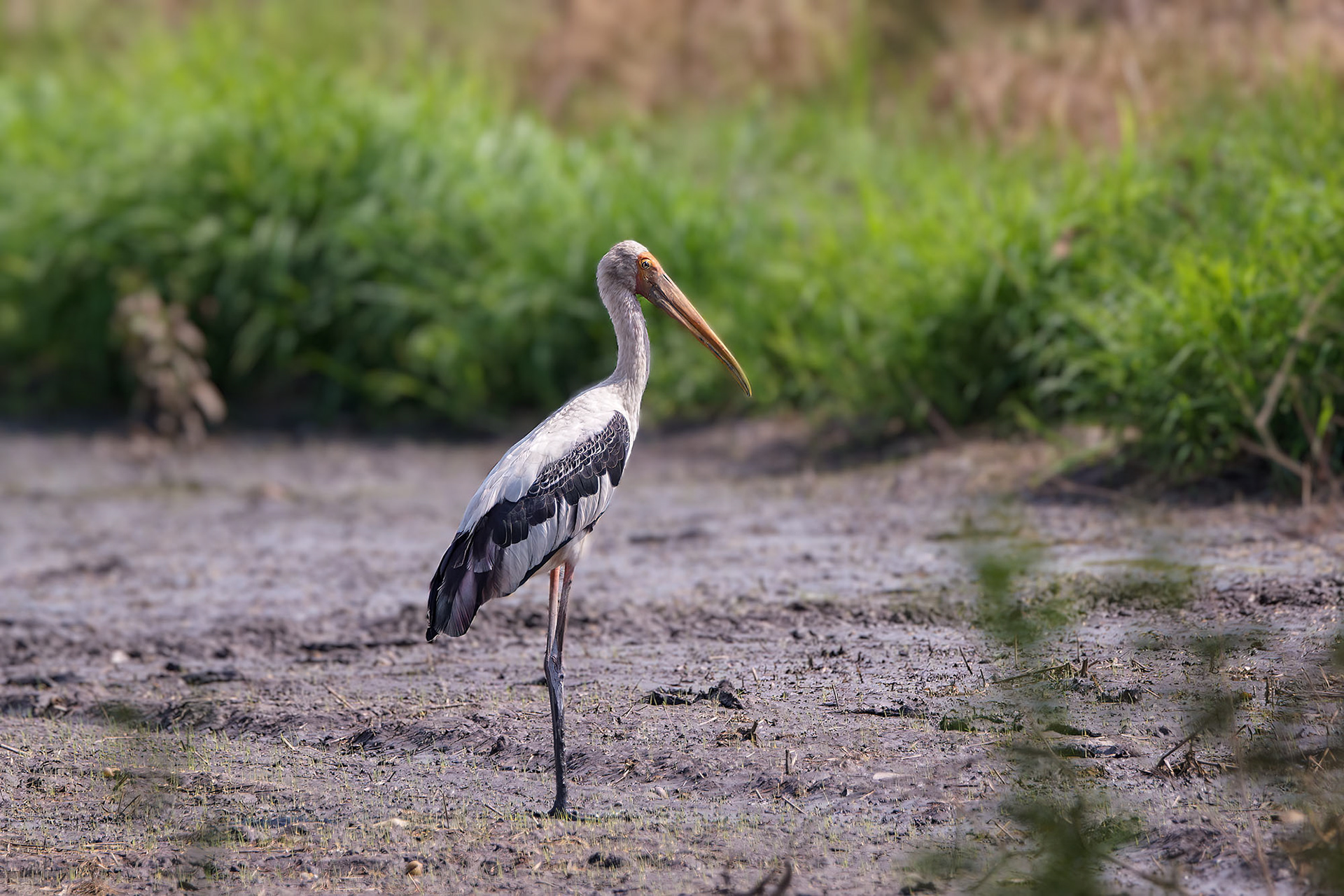 Buntstorch / painted stork