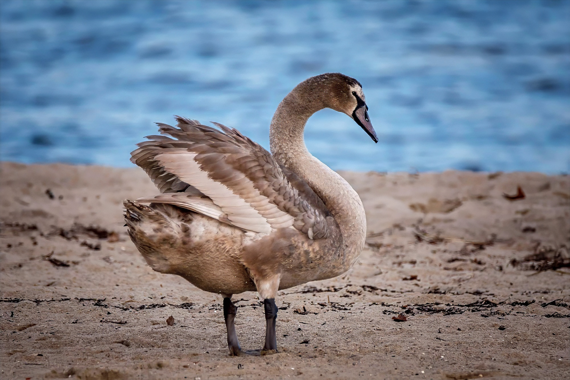 Höckerschwan, subadult