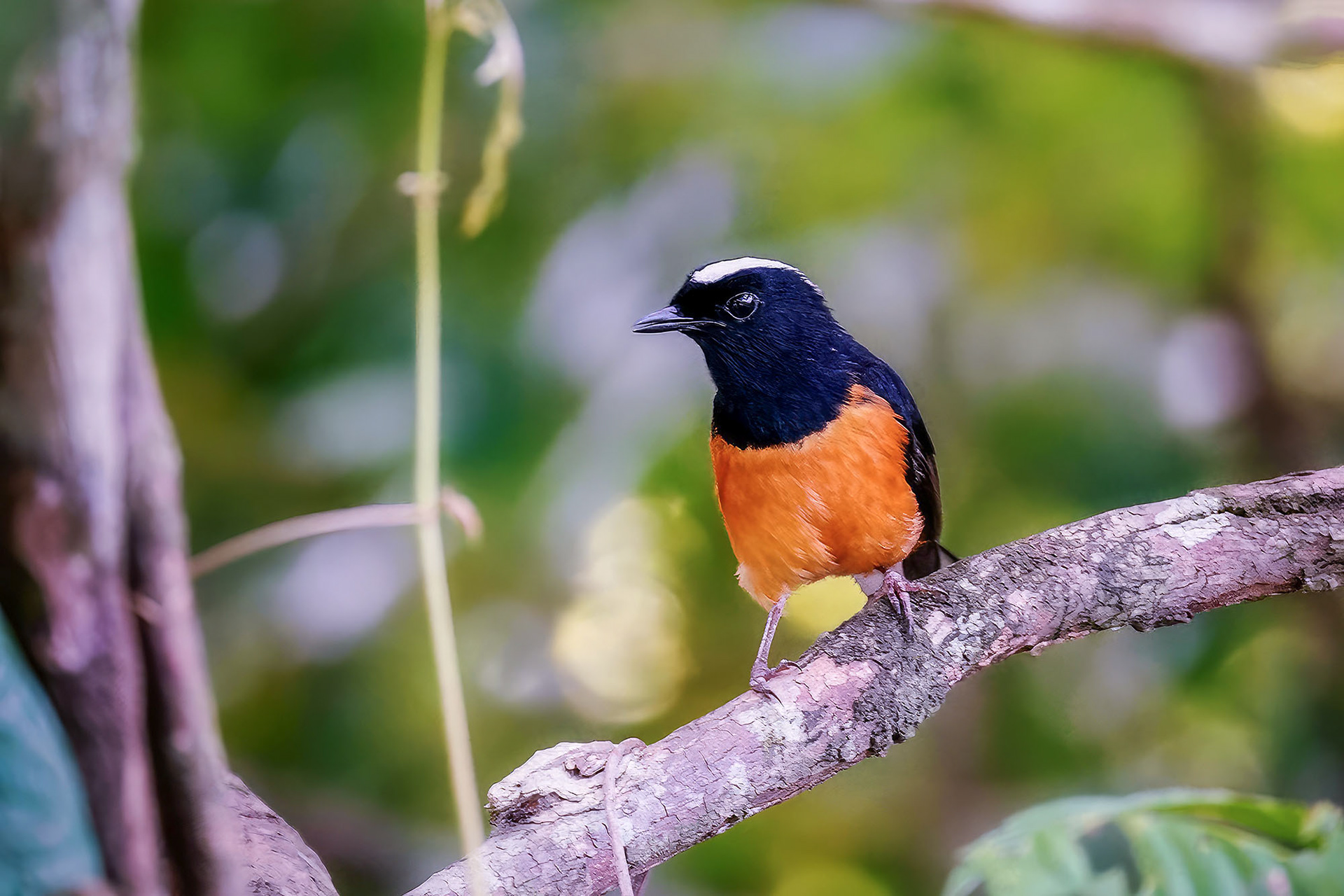 Weißkappenschama (M) / White-crowned Shama