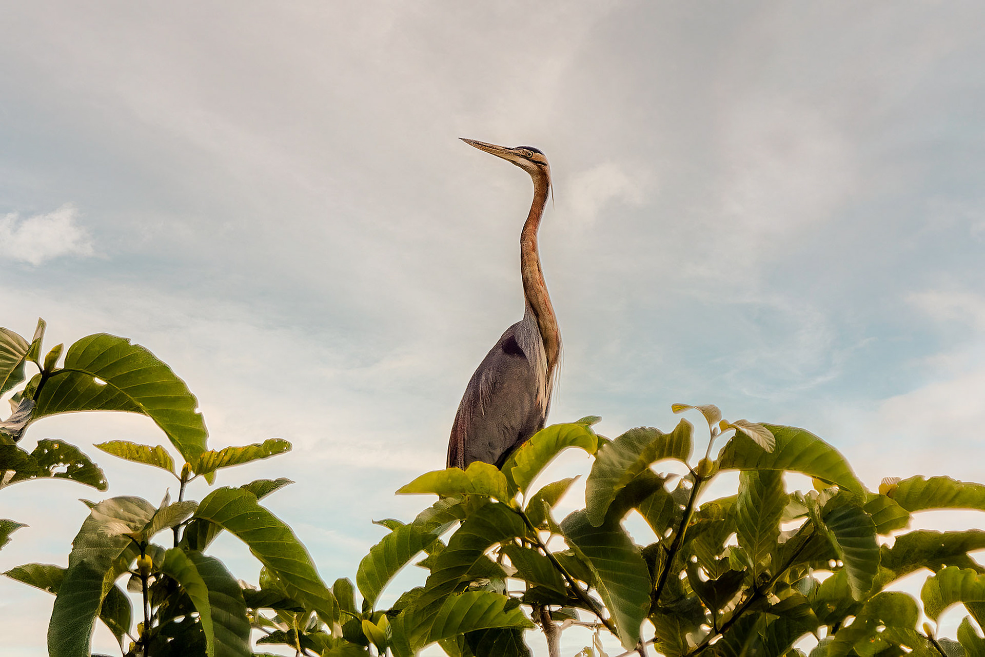 Purpurreiher / purple heron