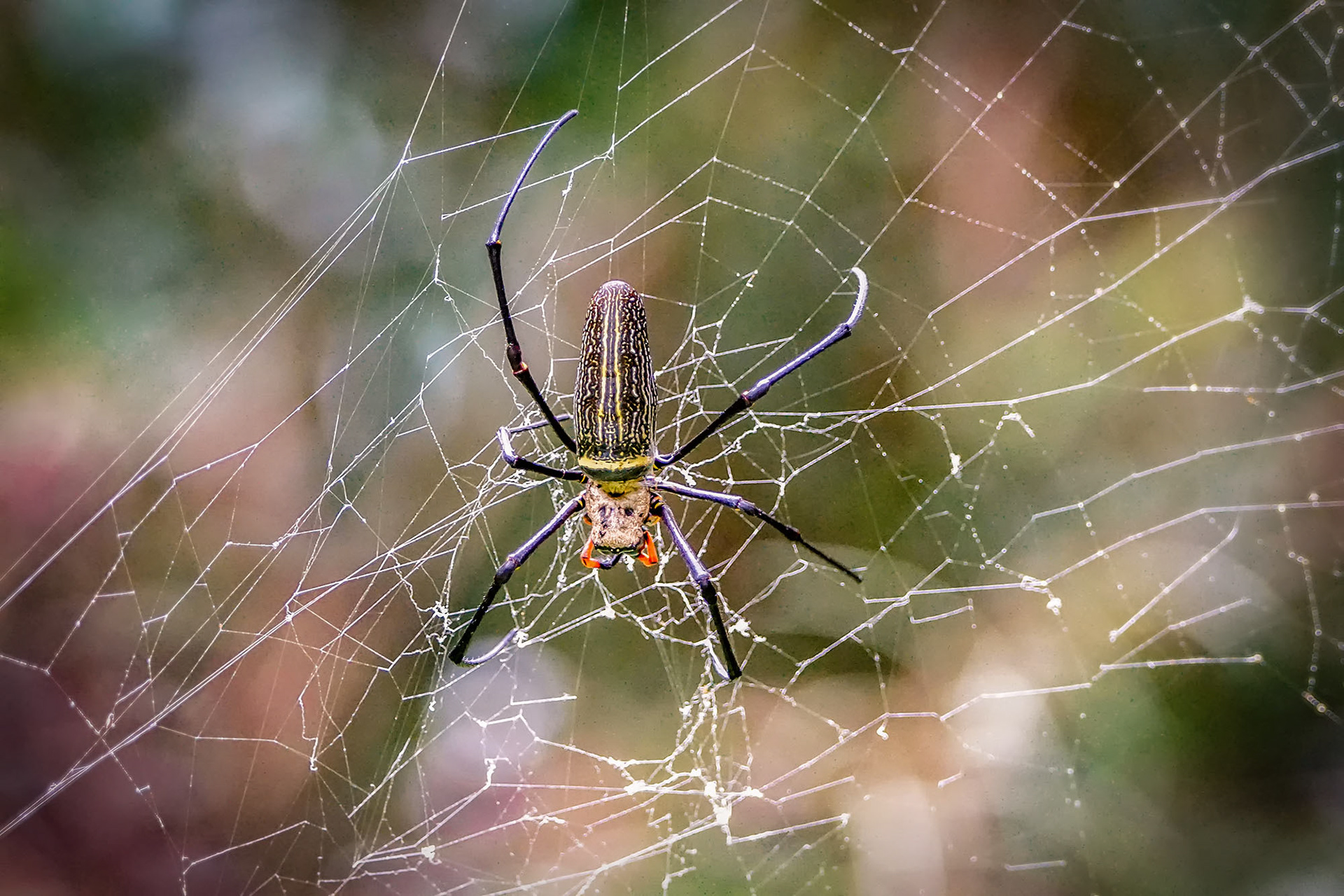 Seidenspinne Nephila pilipes