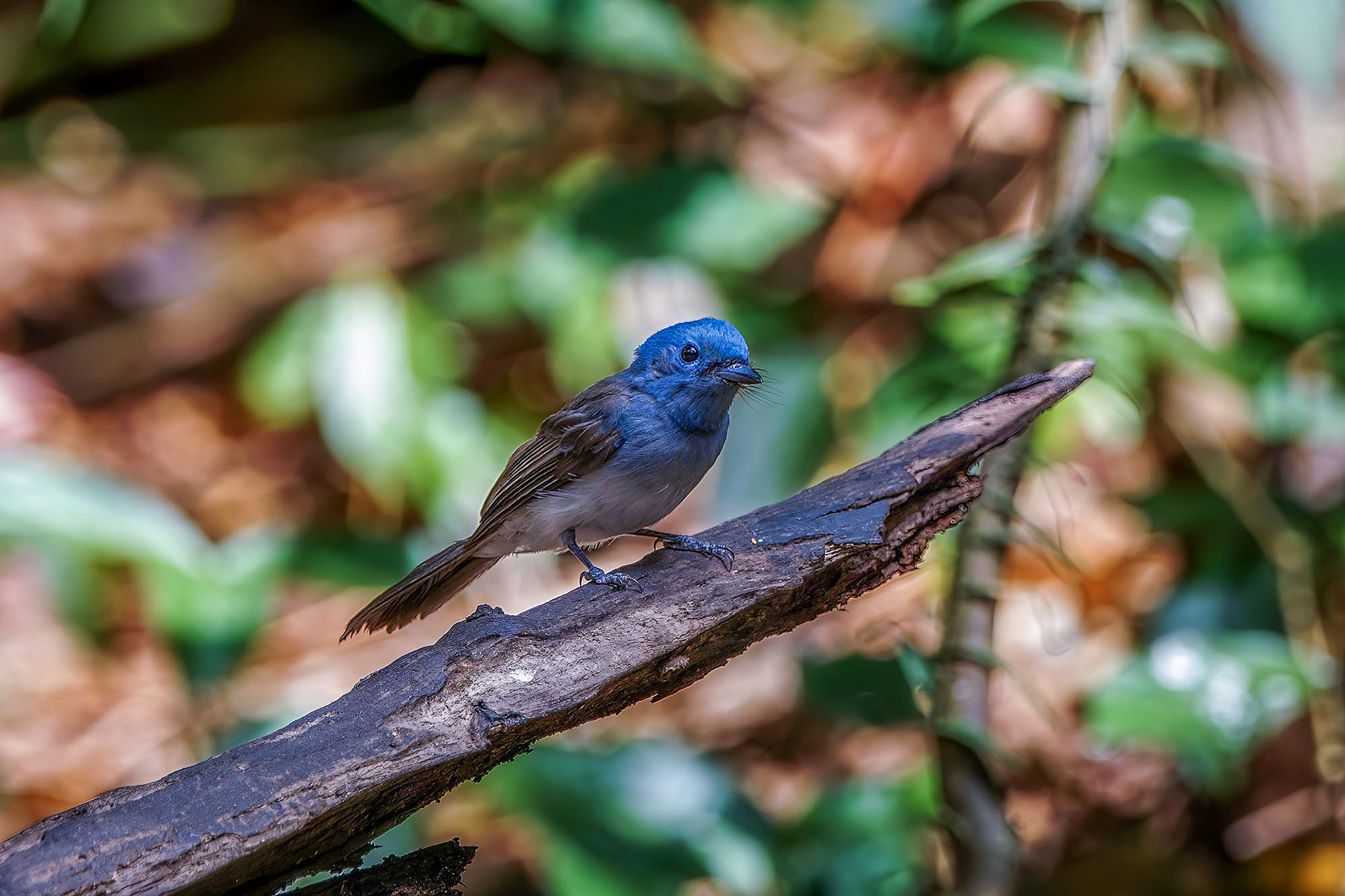Schwarzgenickschnäpper (F) / Black-naped Monarch