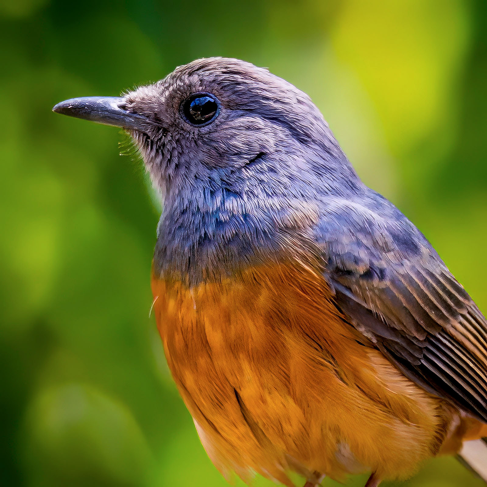 Schamadrossel (F) / White-rumped Shama