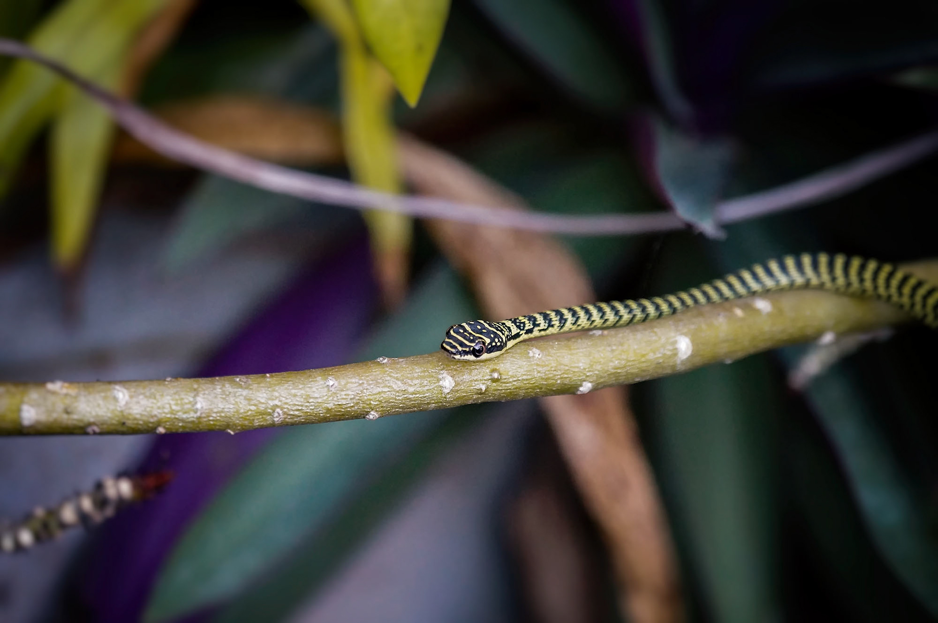 Grüne Schmuckbaumnatter