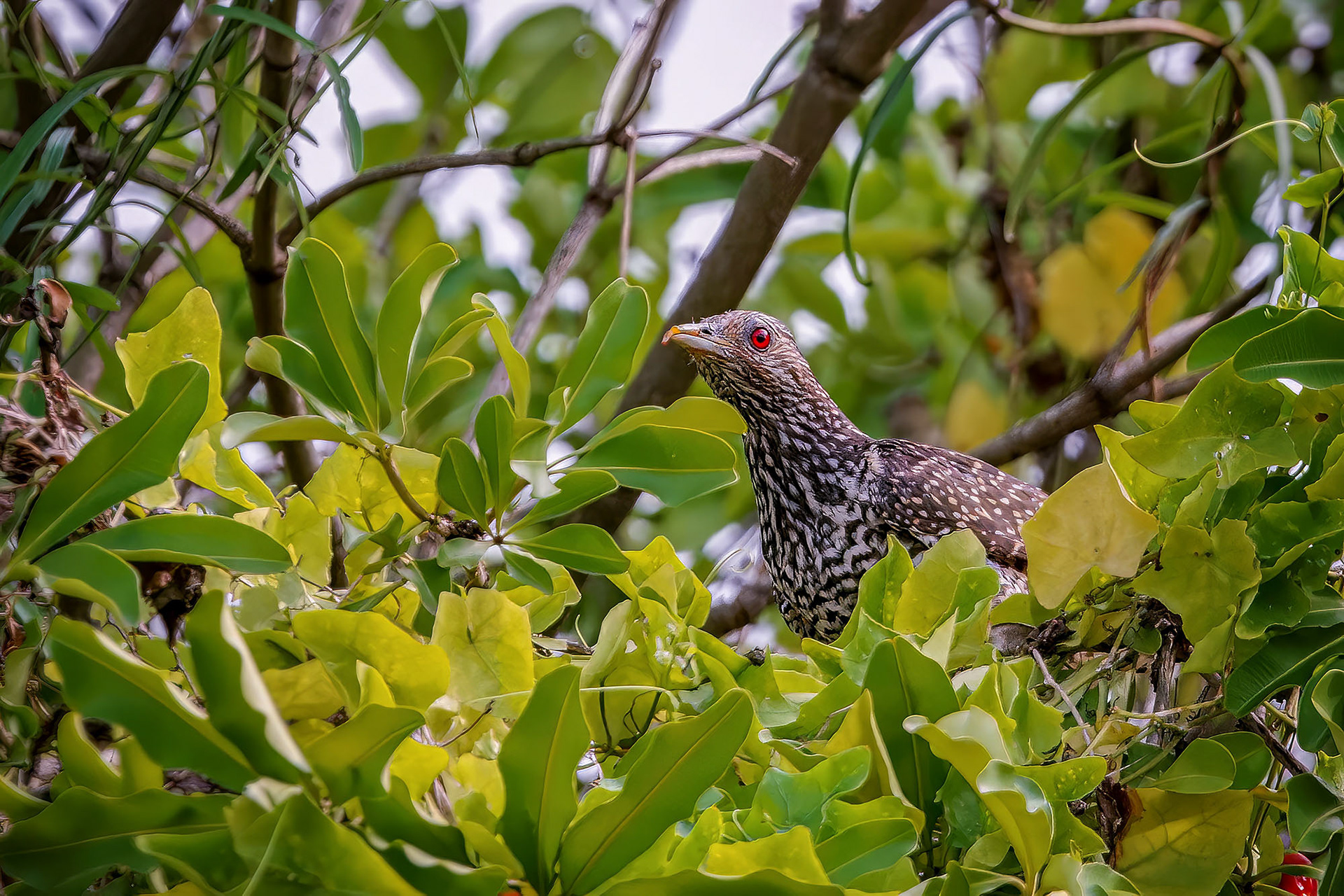 Indischer Koel (female)