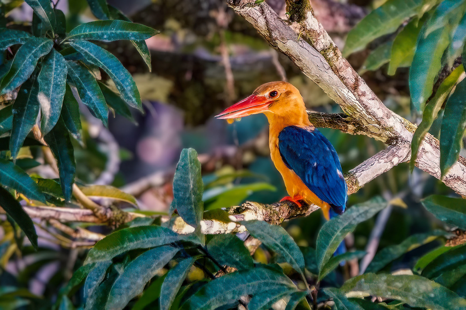Storchschnabelliest, Borneo