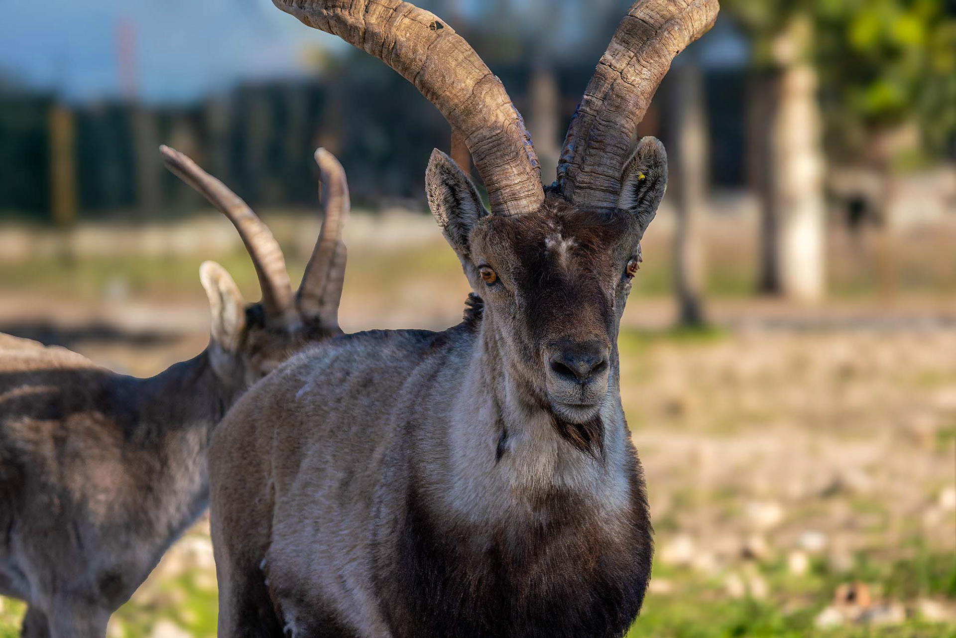 Iberischer Steinbock