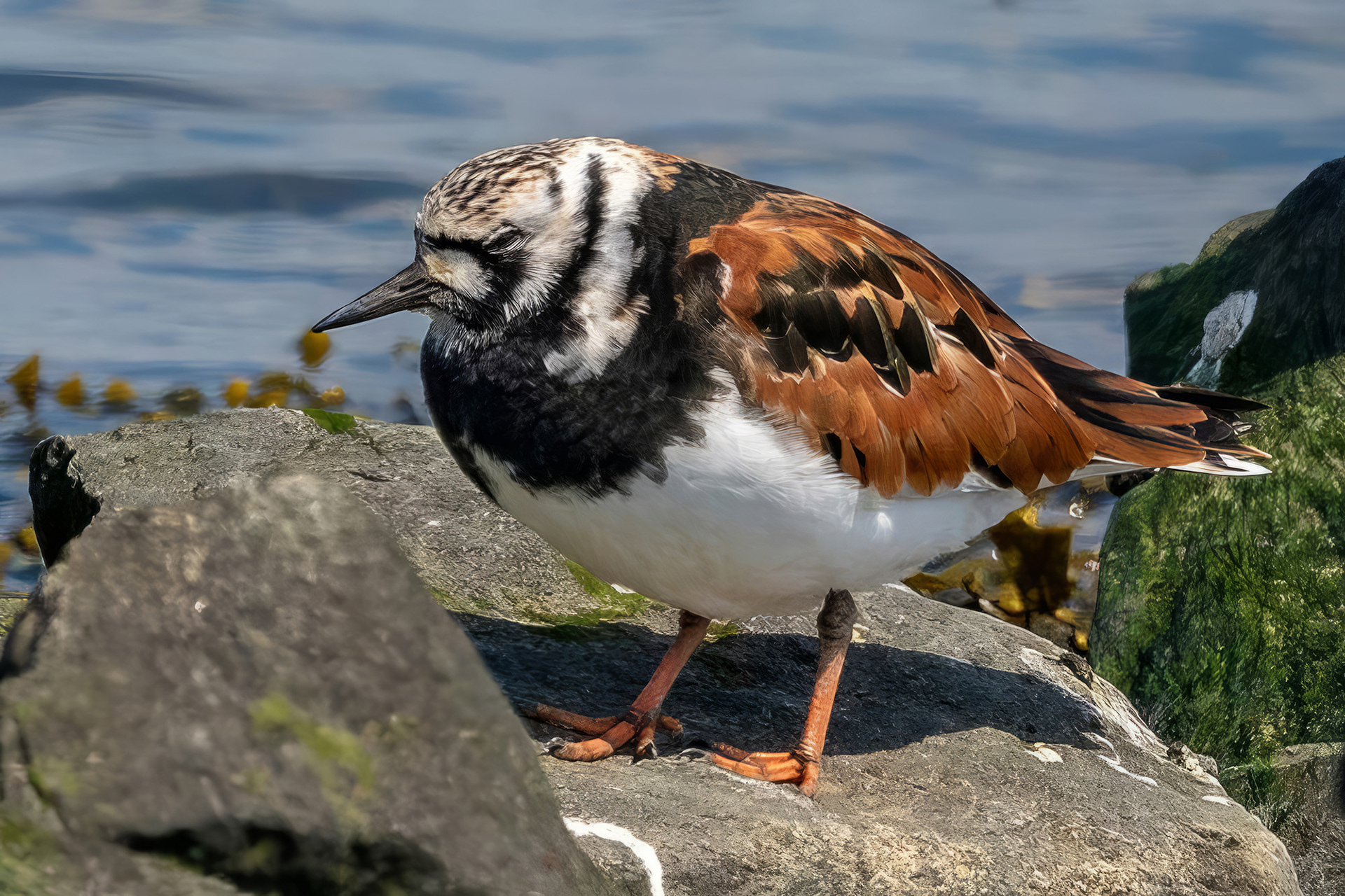 Steinwälzer, Brutkleid