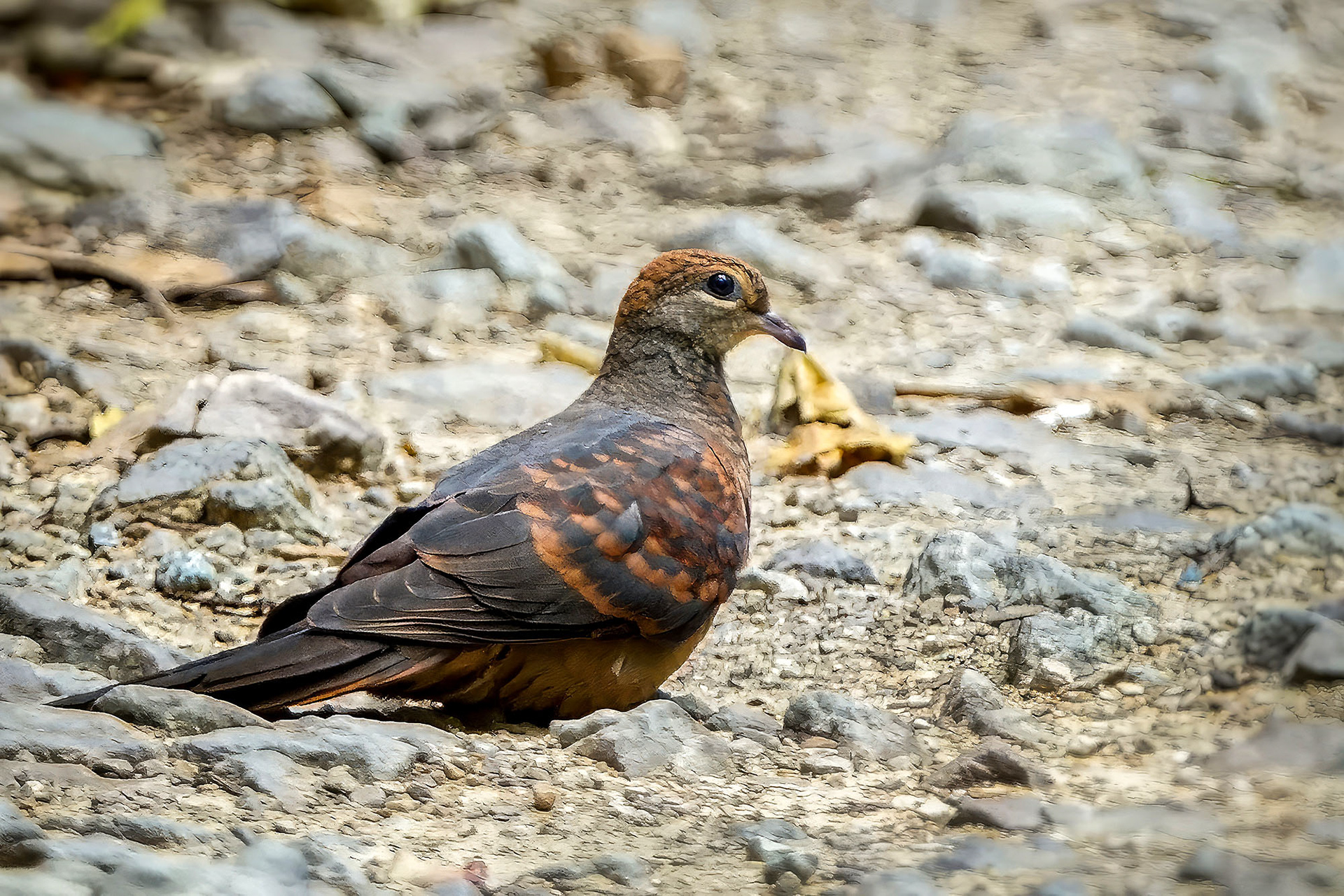 female