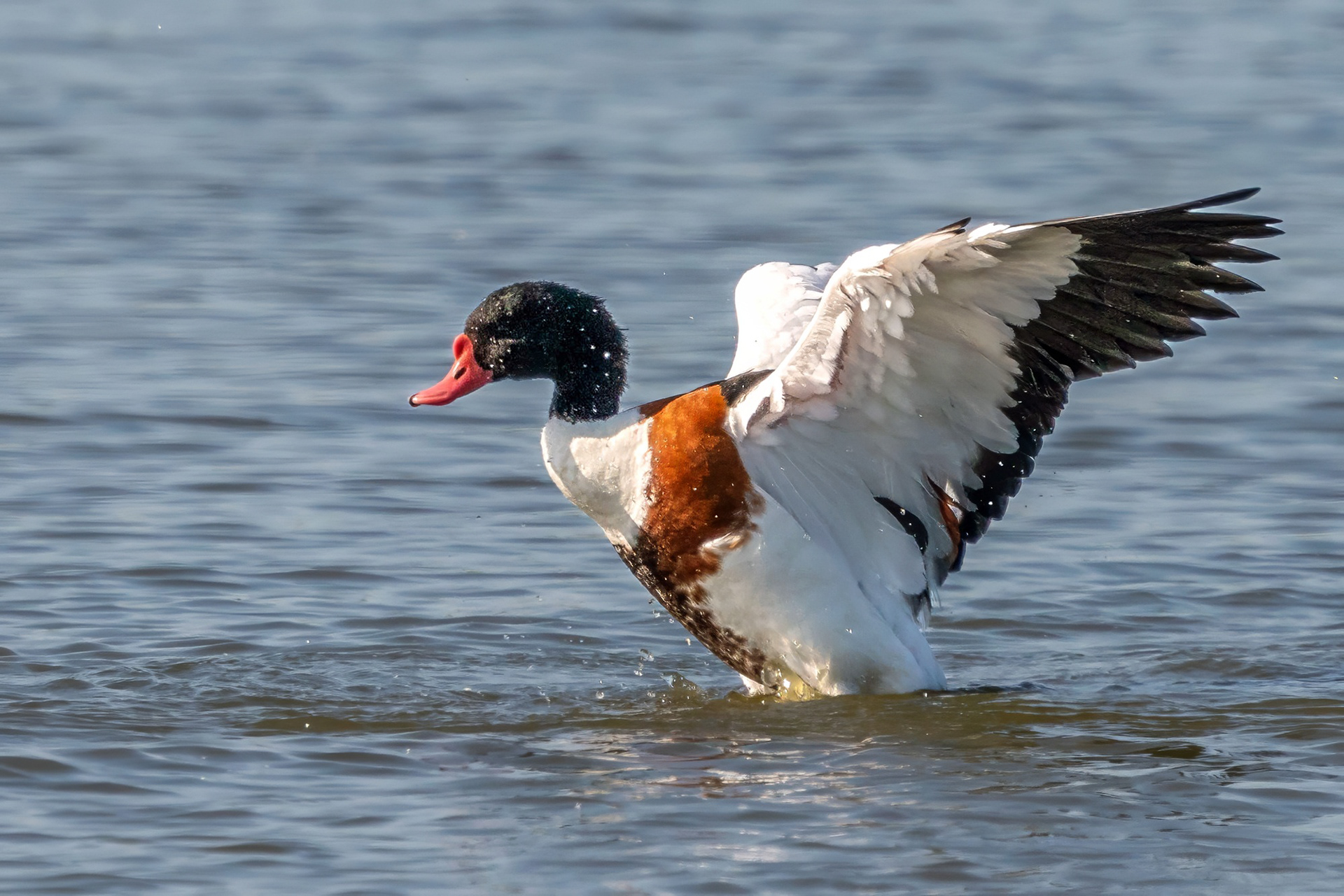 Brandgans, male