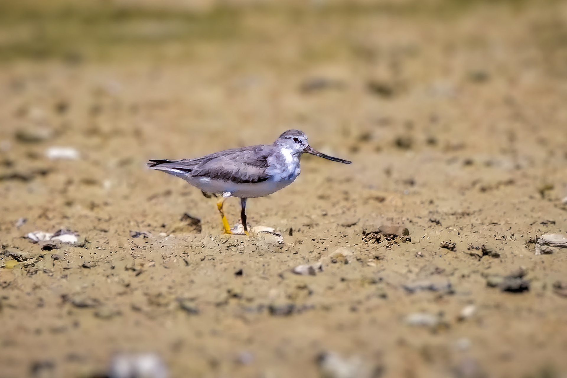 Terekwasserläufer / Terek sandpiper
