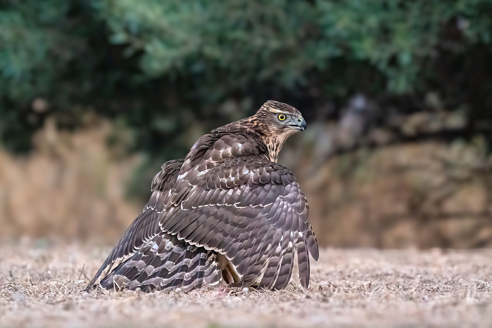 Habicht, juvenile. Nervös wacht er über seine Beute durch lautes Rufen und Manteln