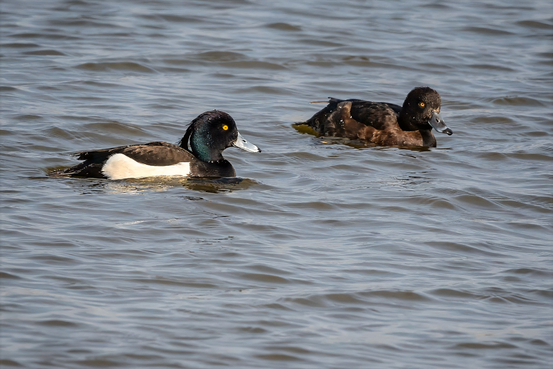 Reiherente, male & female