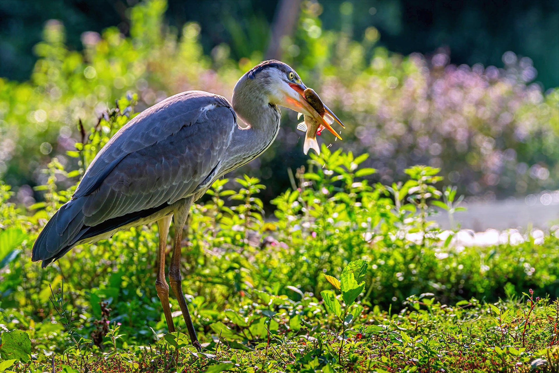 Graureiher mit dicker Beute