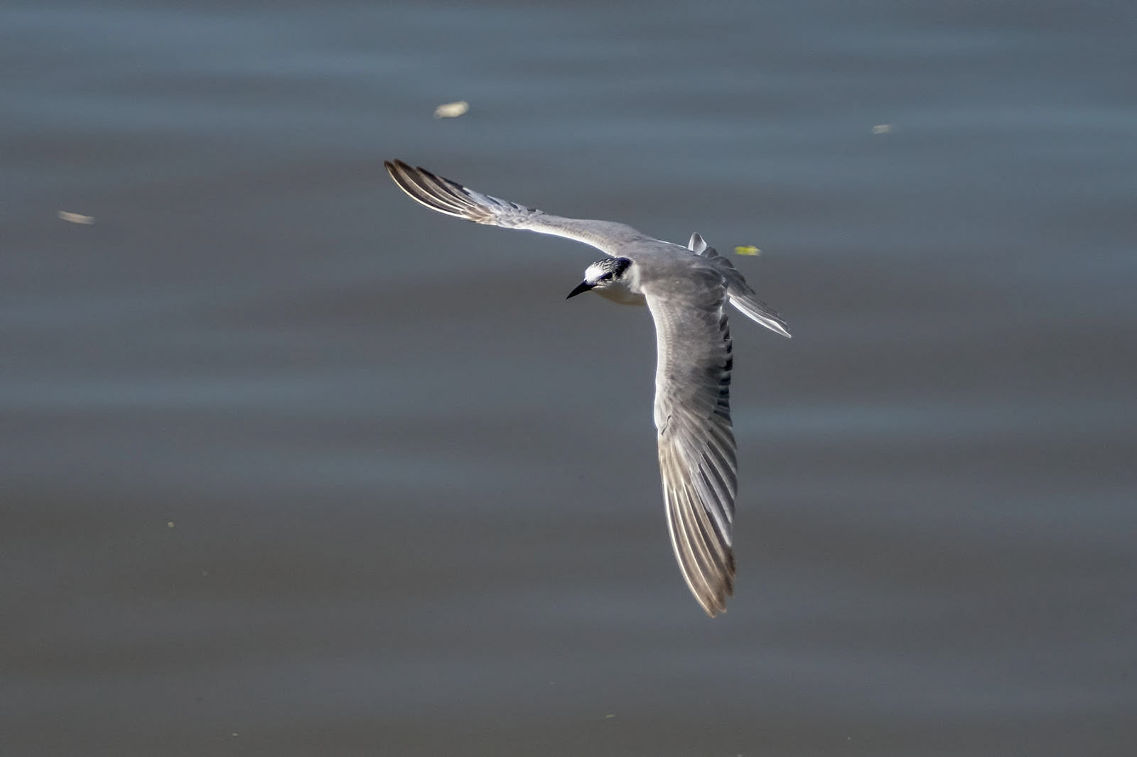 Weißbart-Seeschwalbe / whiskered tern
