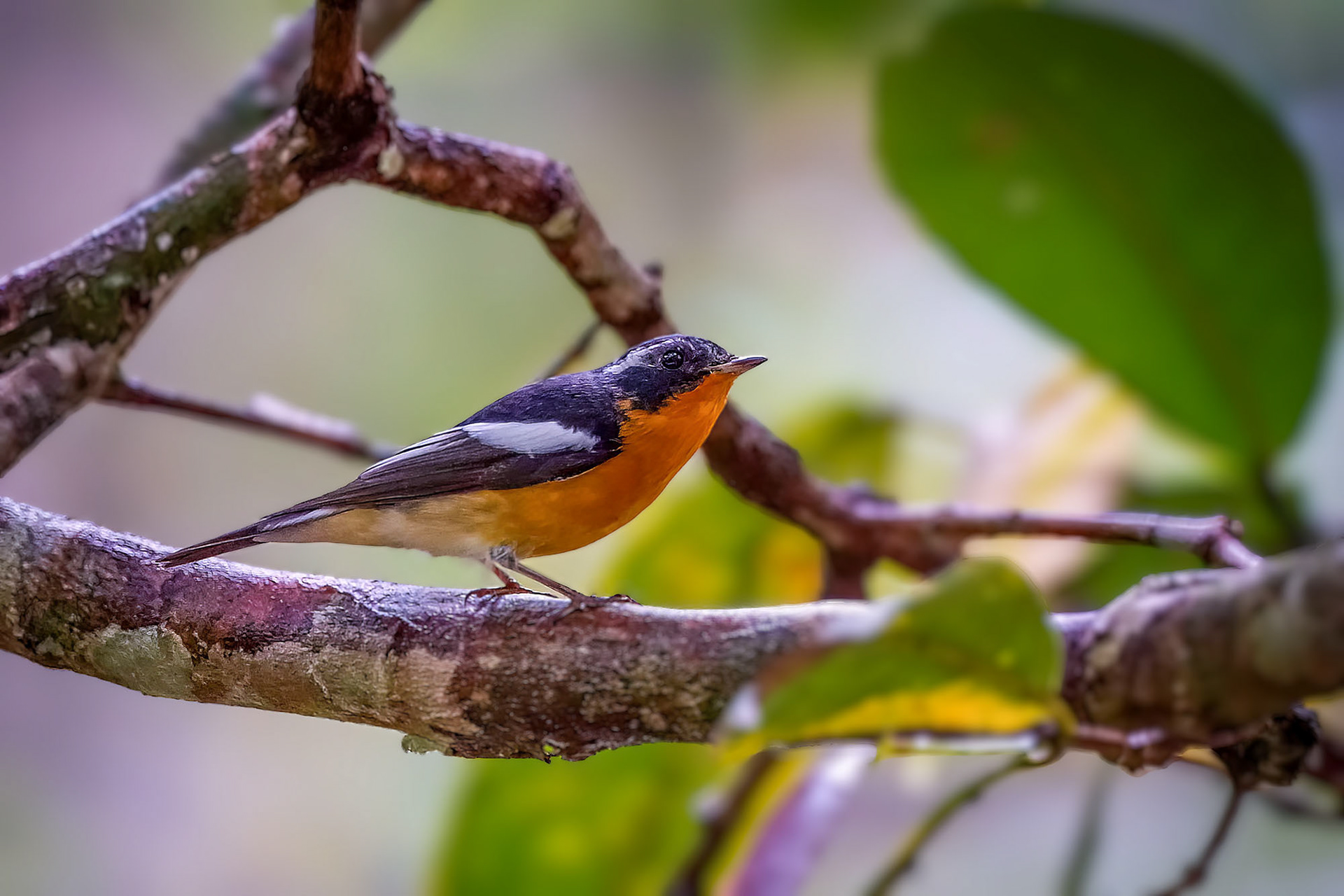Mugimakischnäpper (M) / Mugimaki Flycatcher