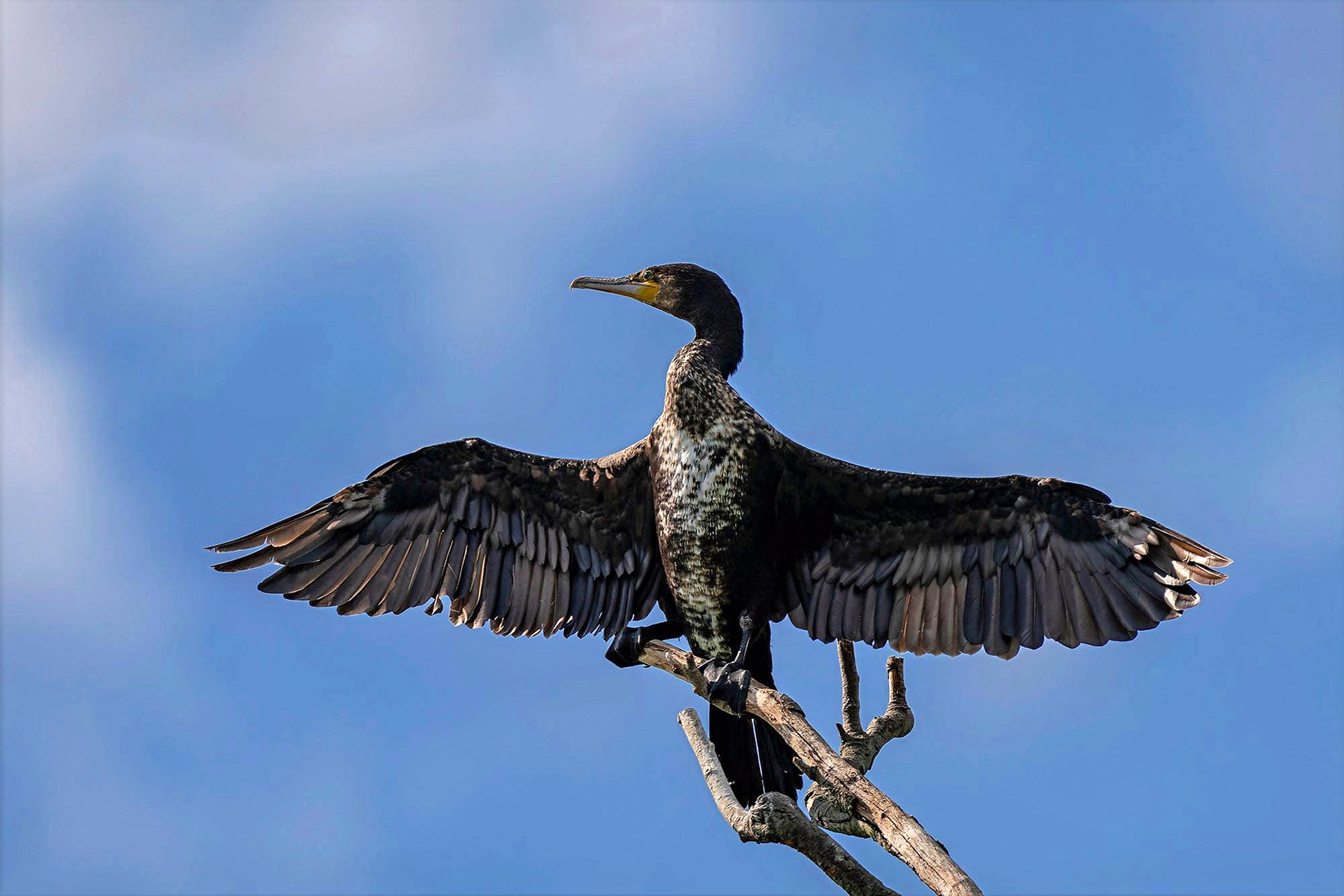 Kormoran trocknet seine Flügel