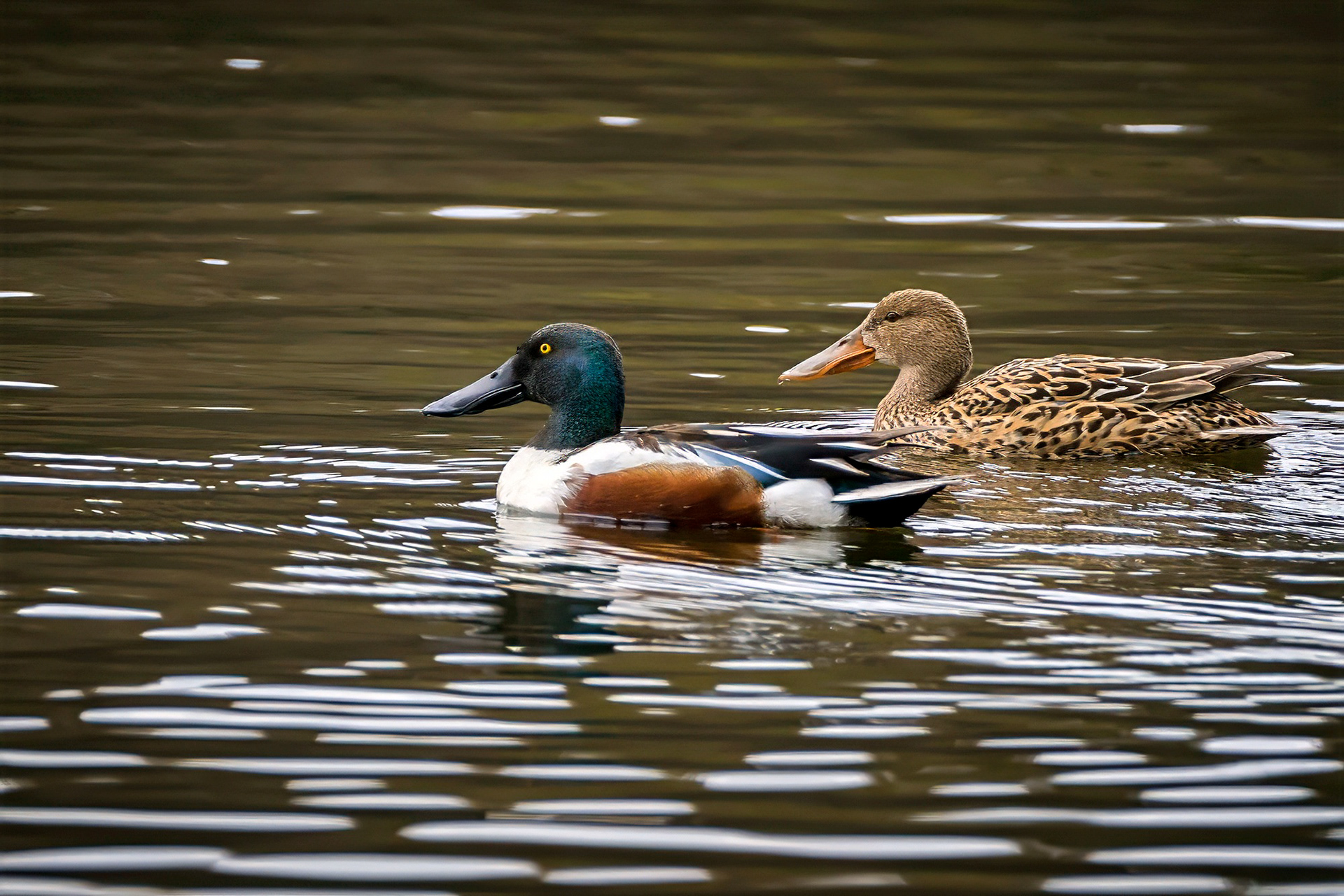 Löffelente, male & female