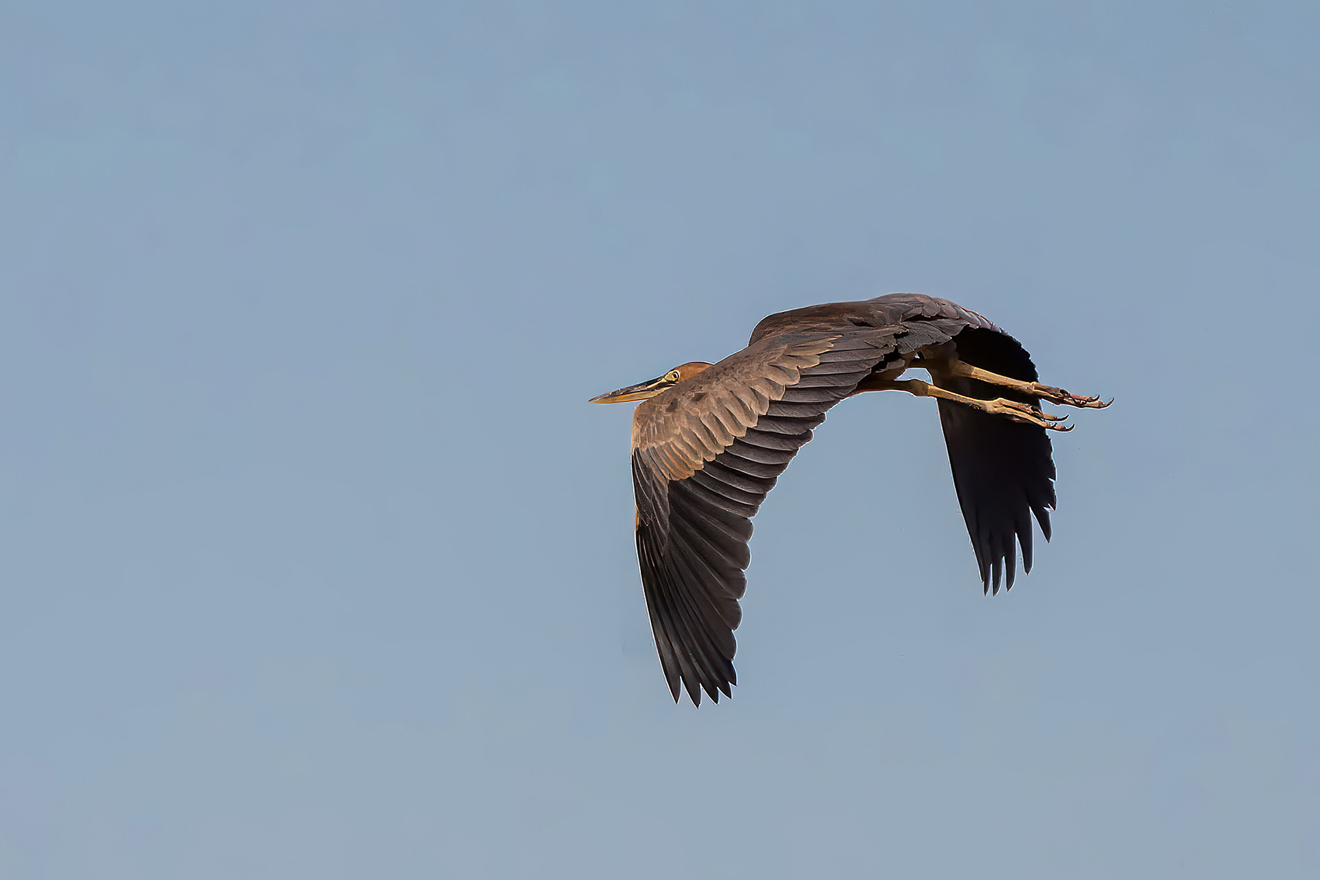 Purpurreiher / purple heron