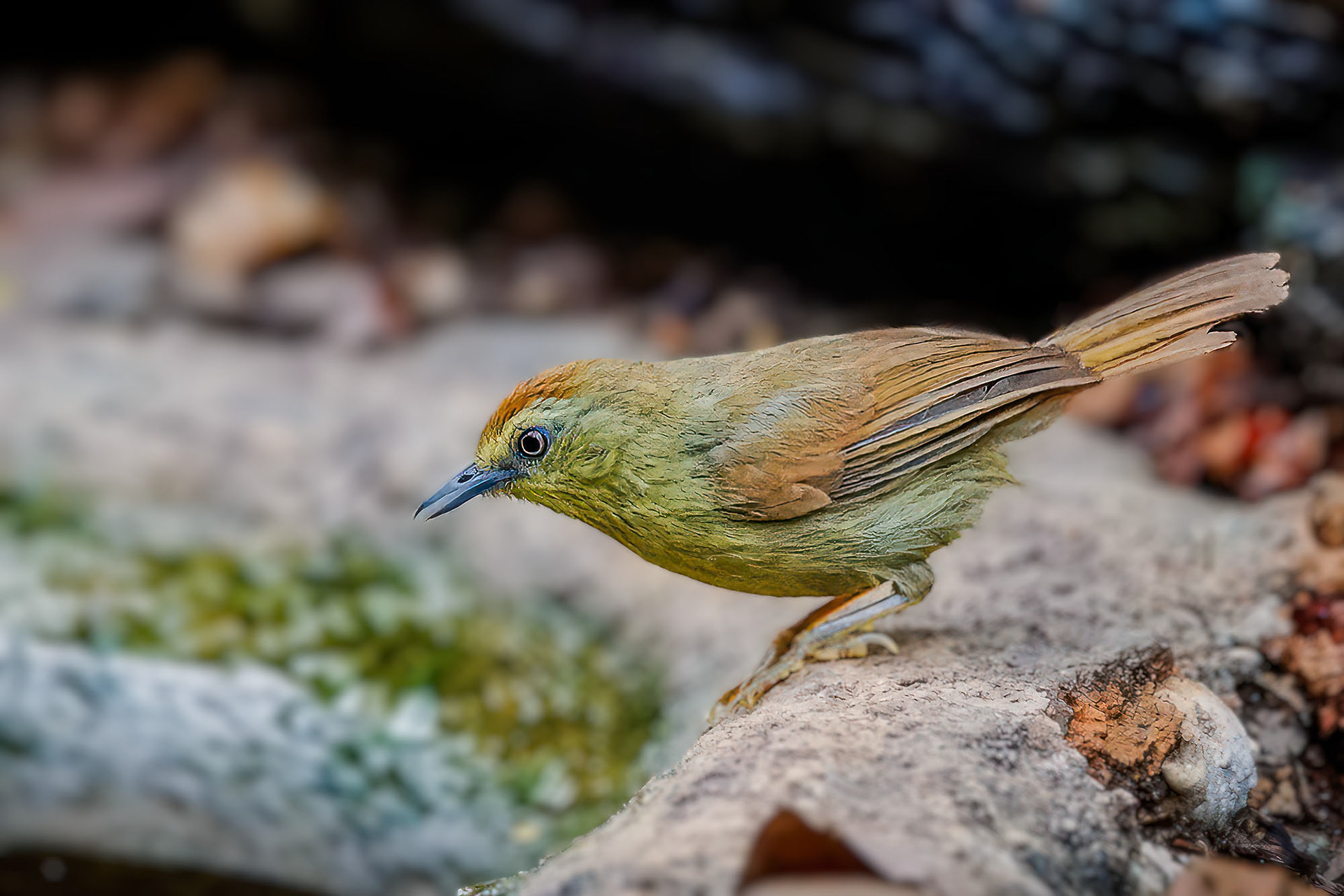 Strichelmeisentimalie / Pin-striped Tit-babbler