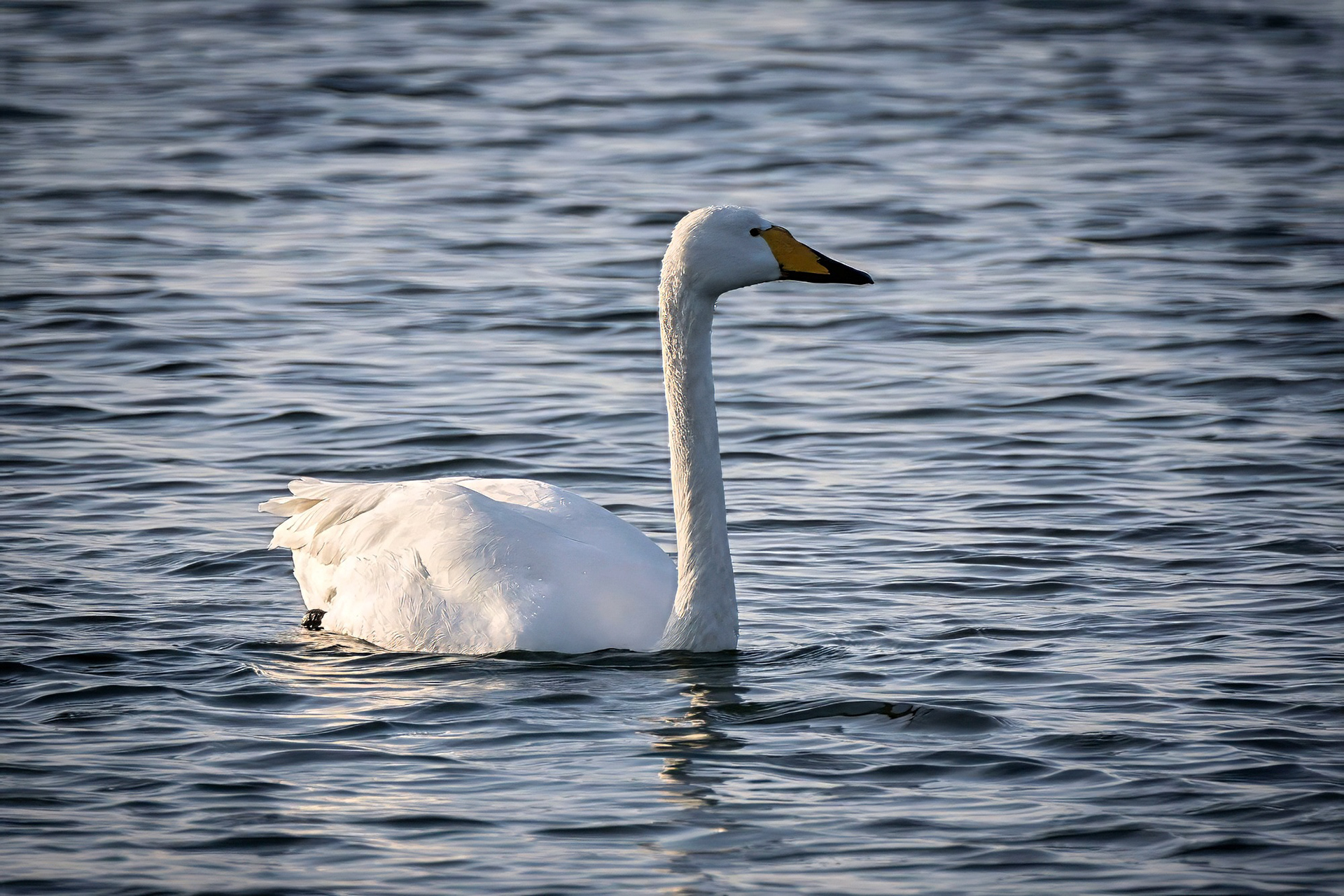 Singschwan
