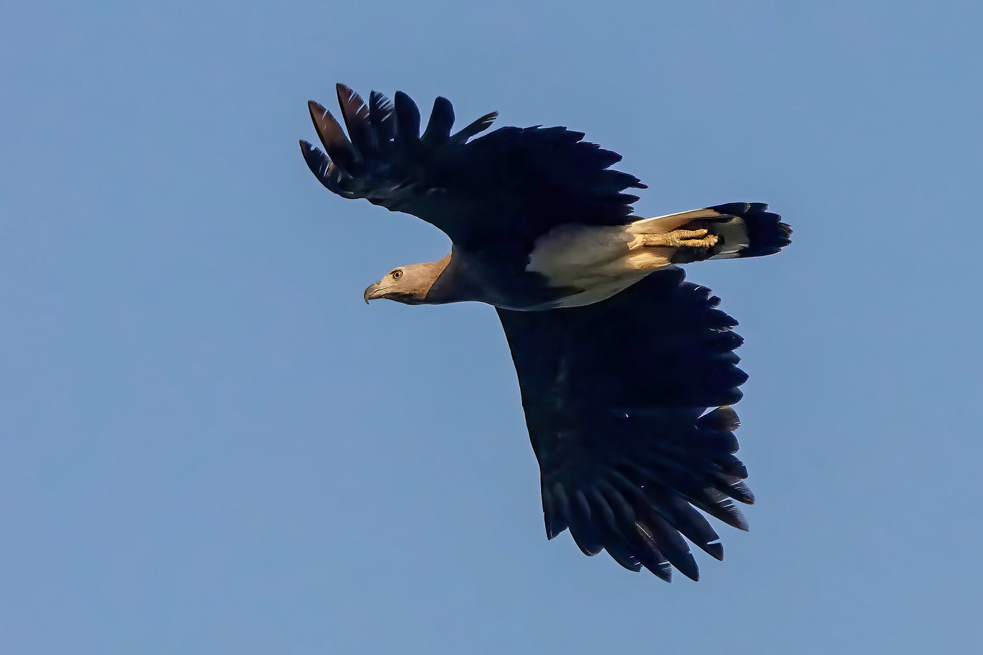 Graukopfseeadler / Grey-headed fish eagle