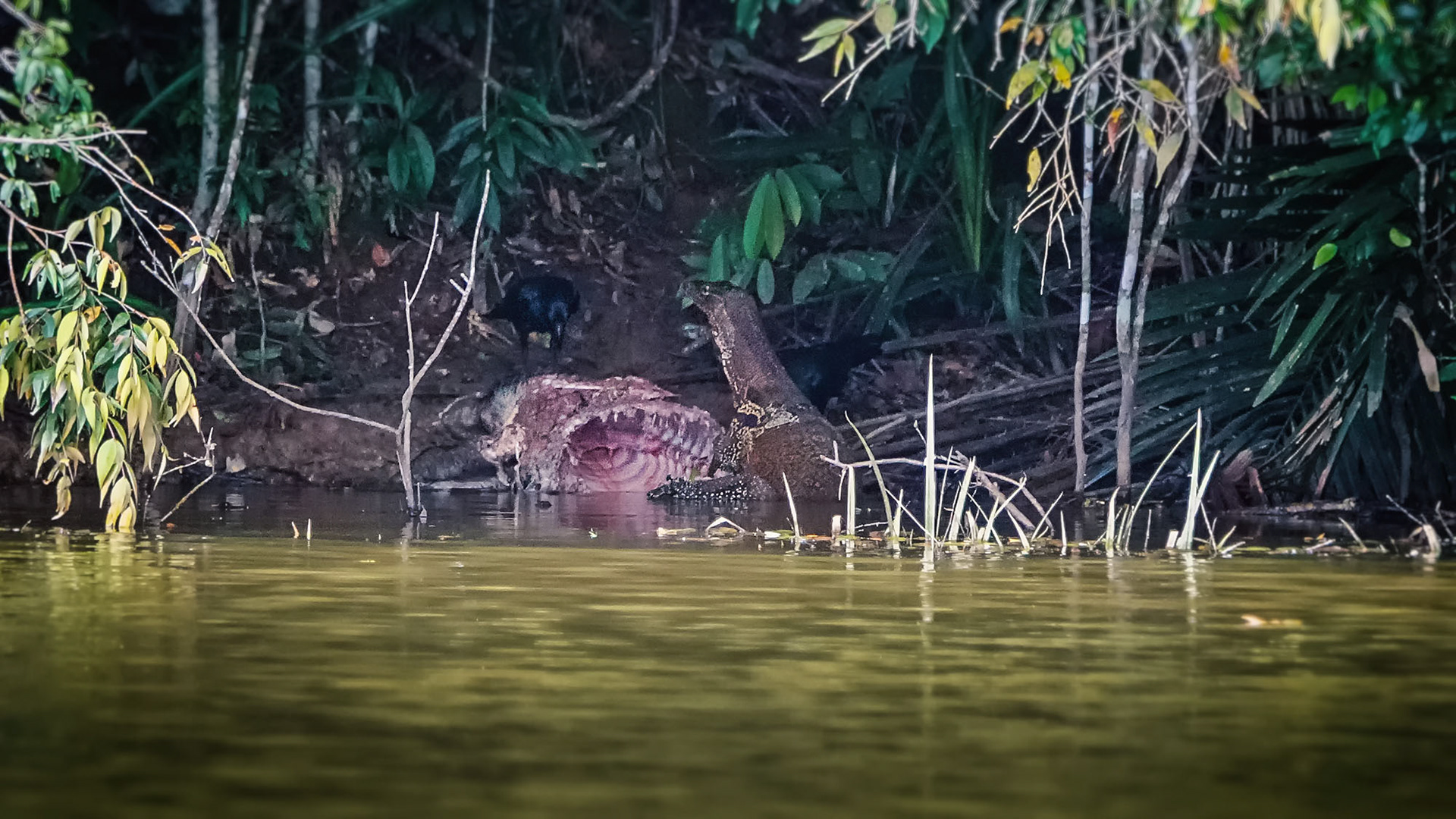 Ein Wassermonitor und eine Dickschnabelkrähe fressen die Reste der Beute
