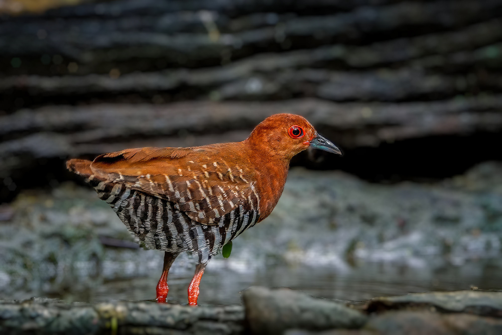 Malaienralle / red-legged crake