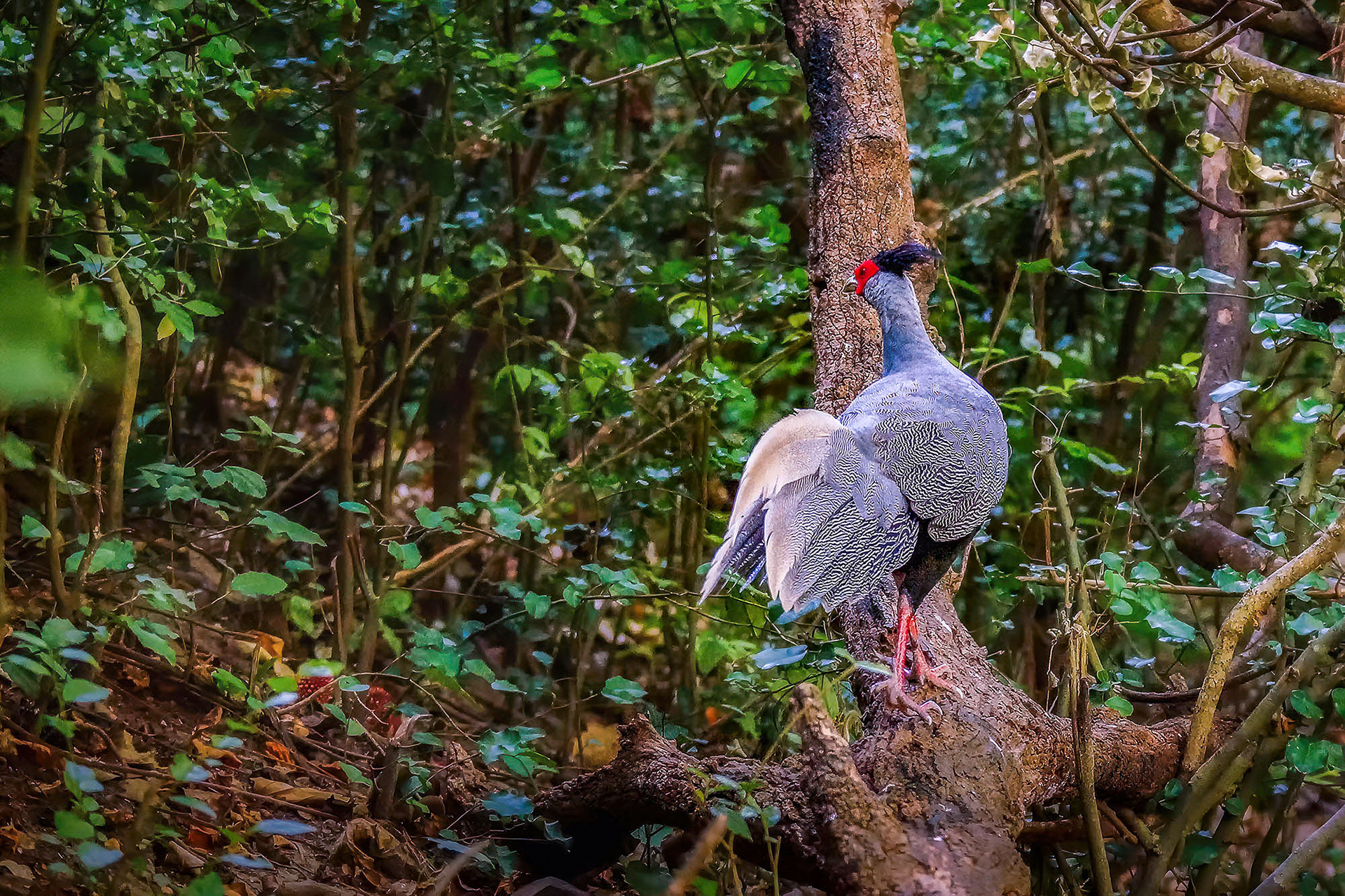 male