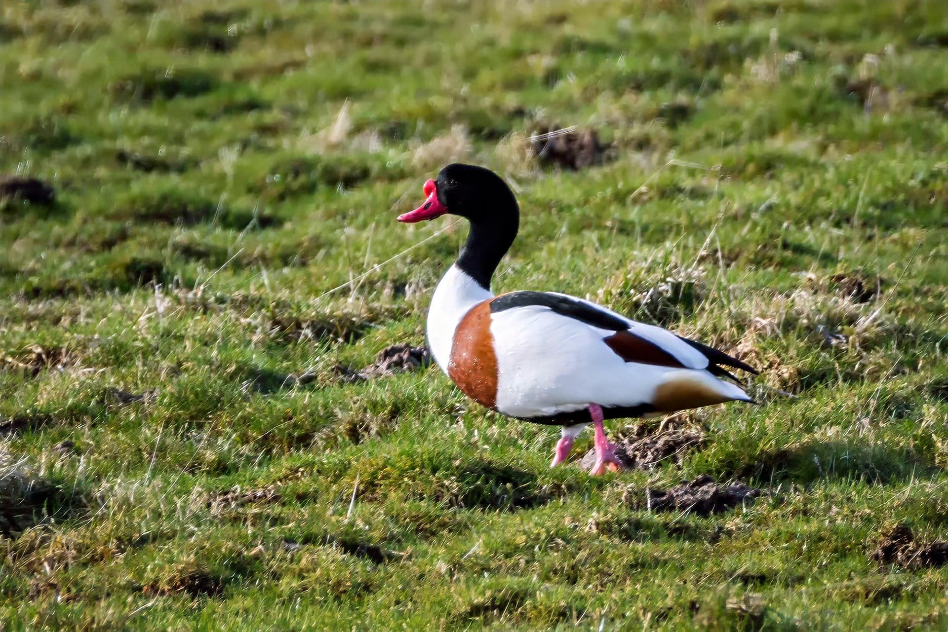 Brandgans, male