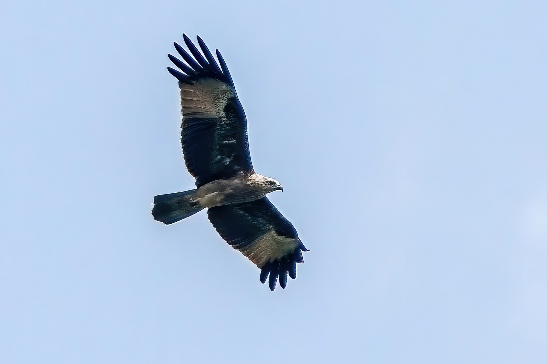 Brahminenweih / Brahminy Kite, JUVENILE