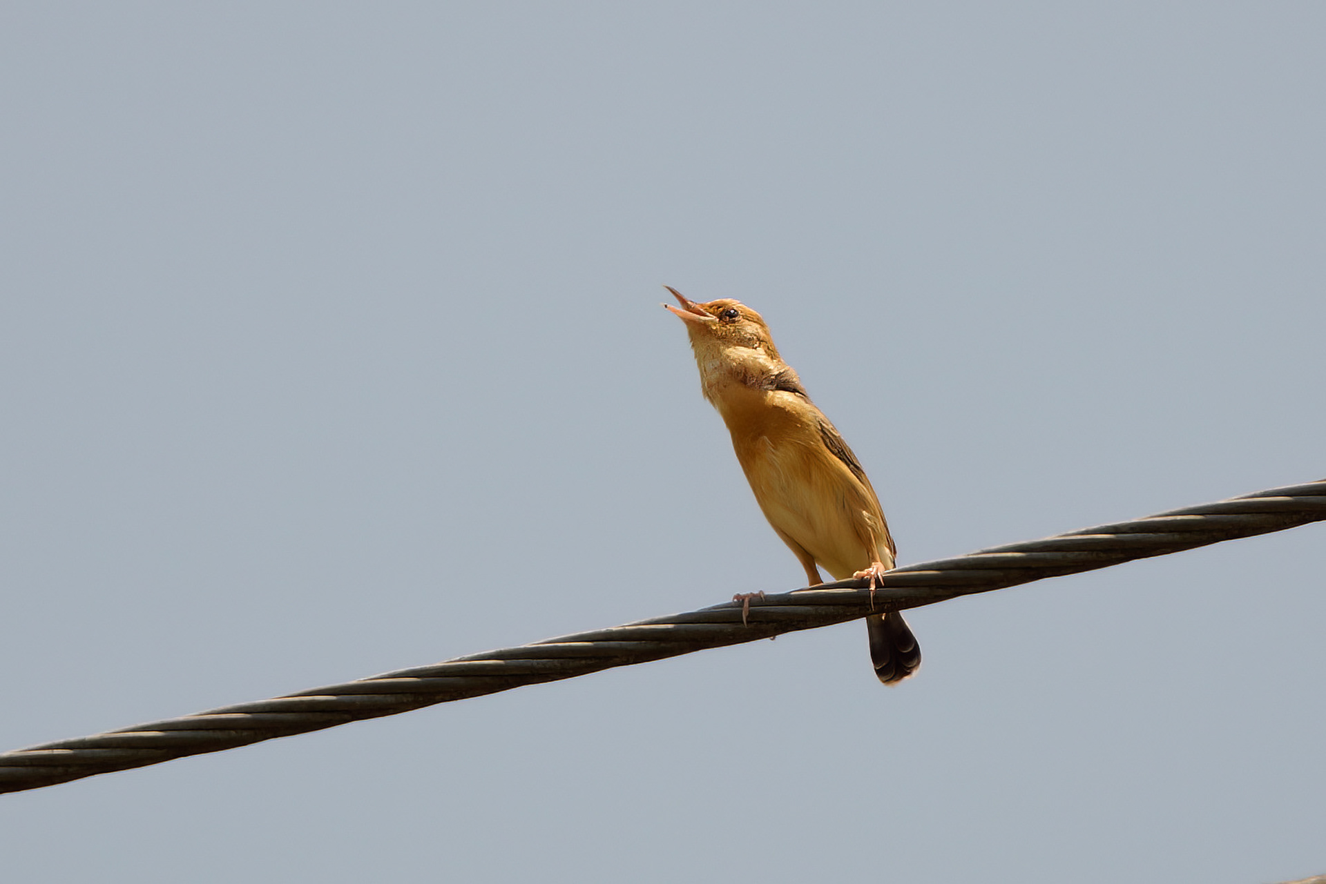 Goldkopf-Zistensänger